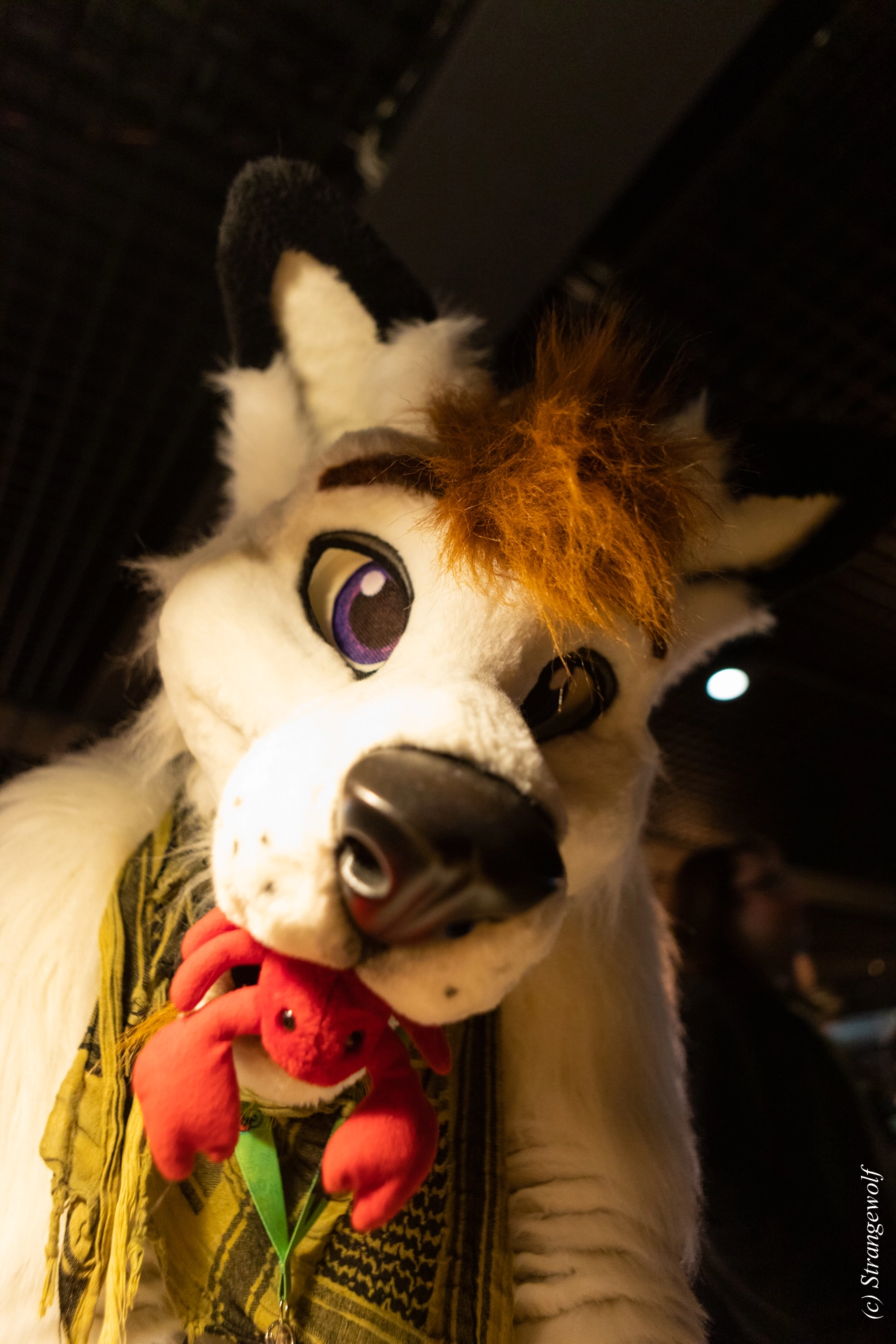 full image 1R3A9989-lr19t.jpg