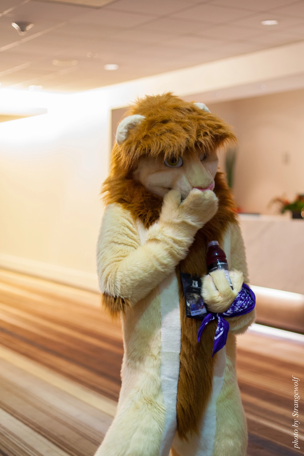 full image IMG_5718-lr16t.jpg