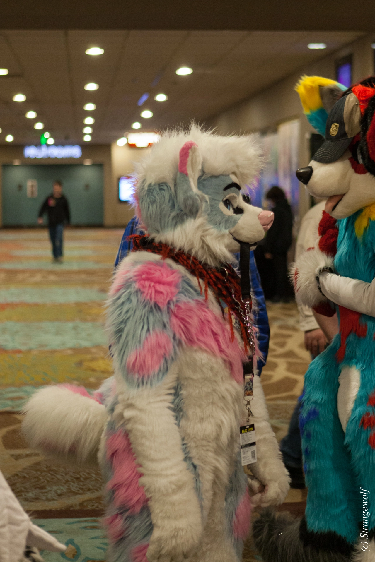full image IMG_3698-lr19t.jpg