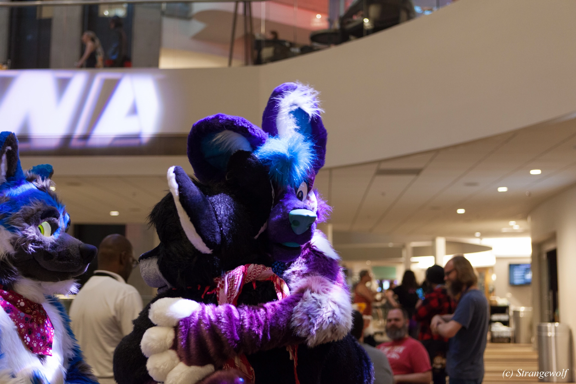 full image IMG_1718-lr19t.jpg