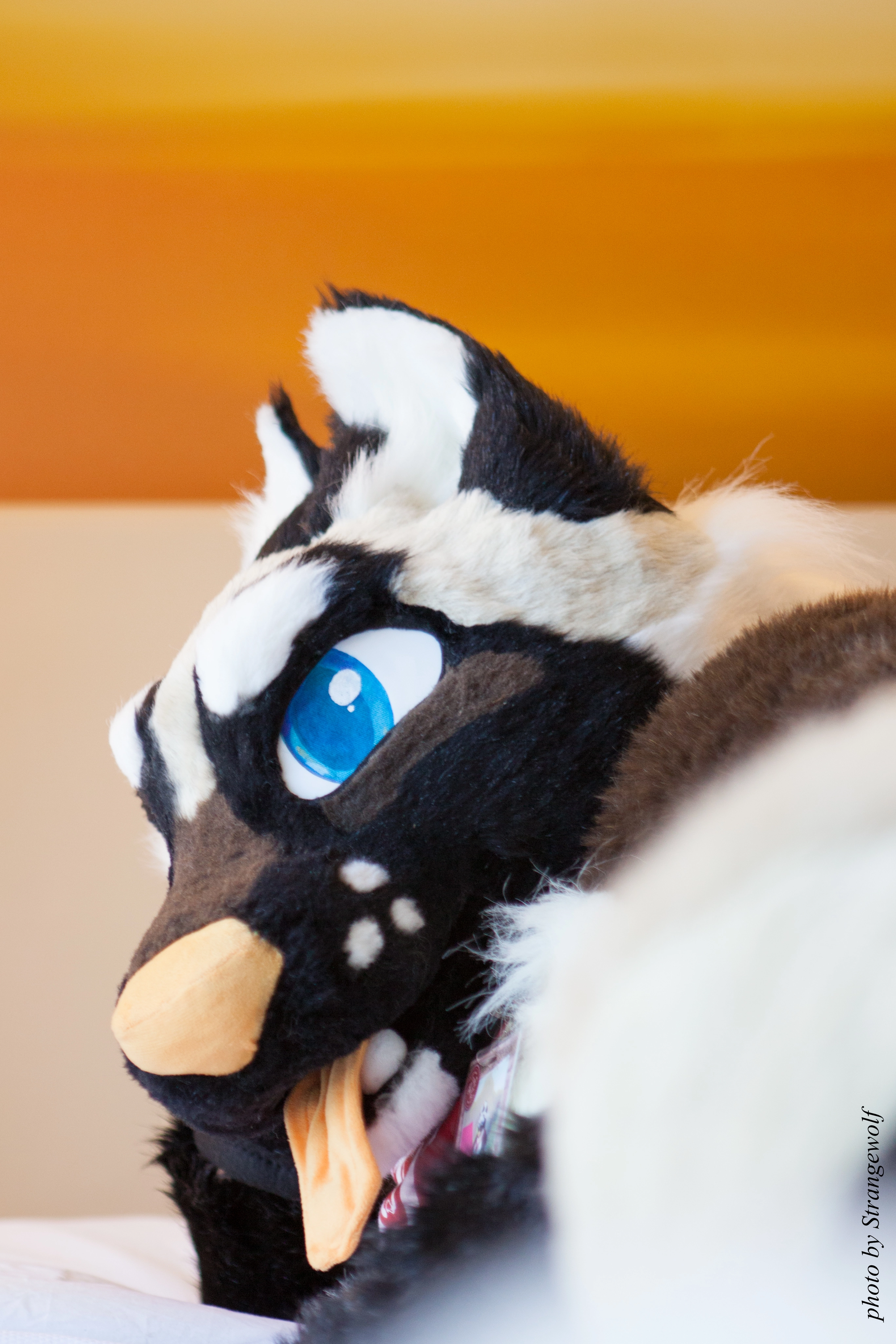 full image IMG_6069-lr.jpg