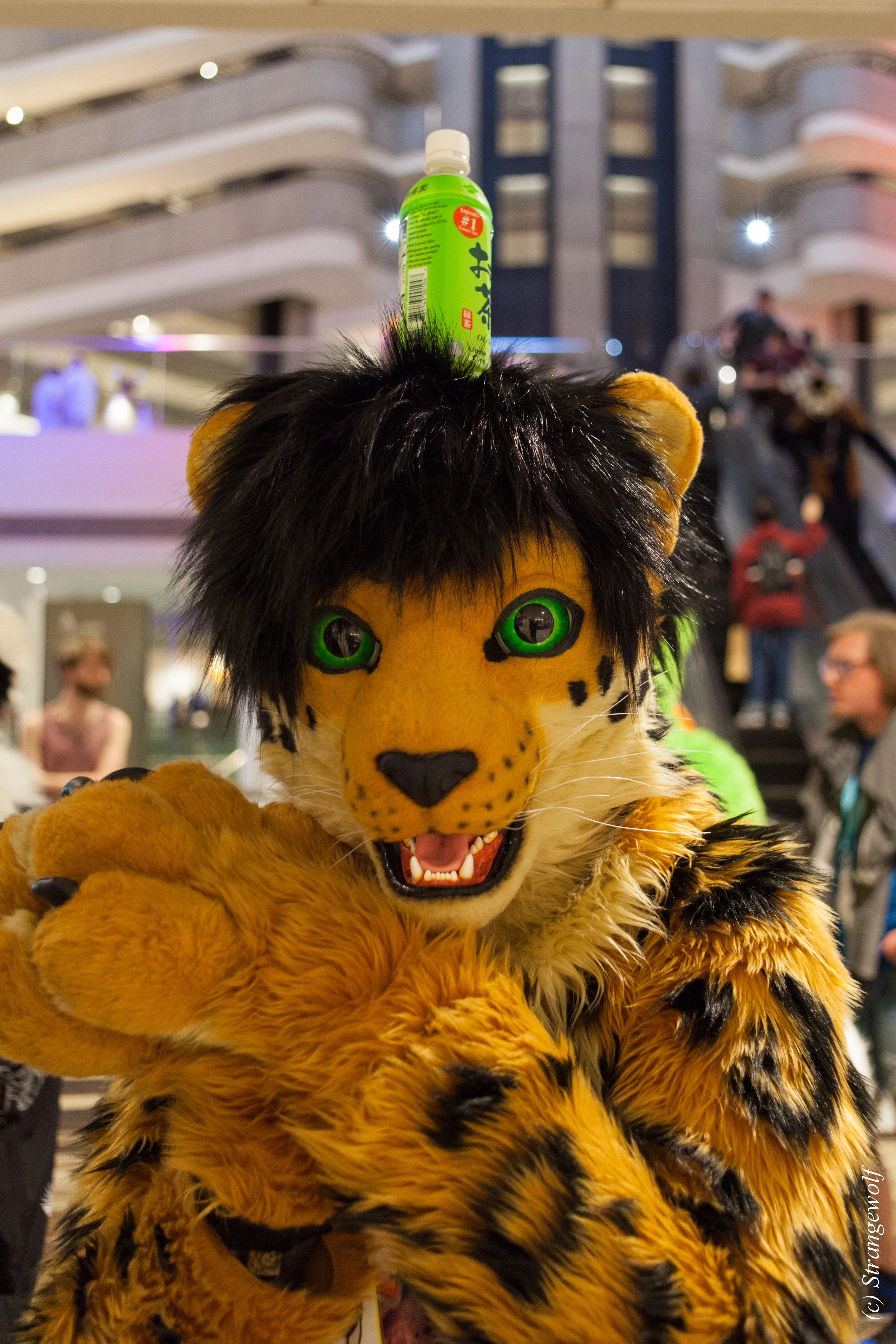 full image IMG_1689-lr.jpg