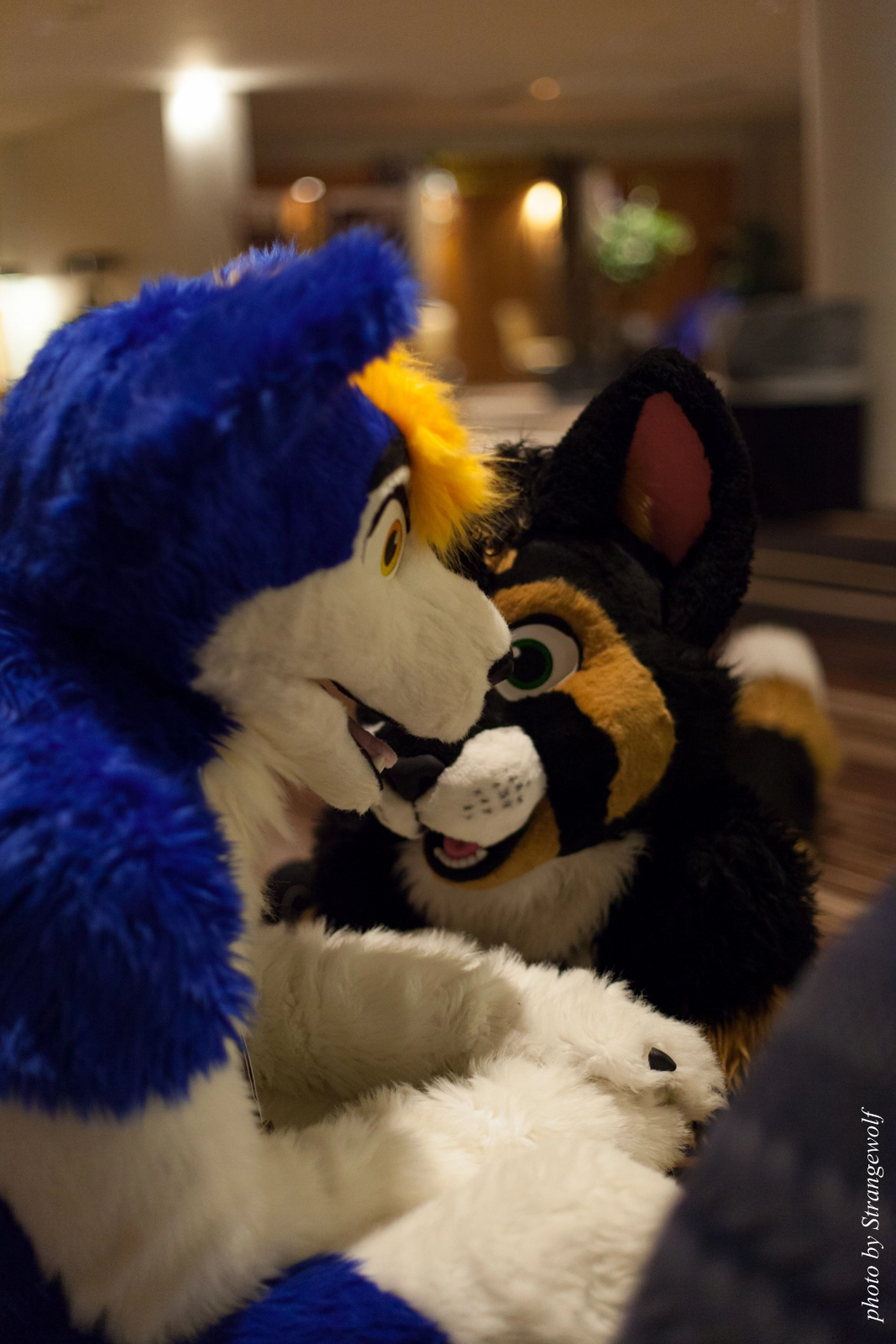 full image IMG_6016-lr16t.jpg