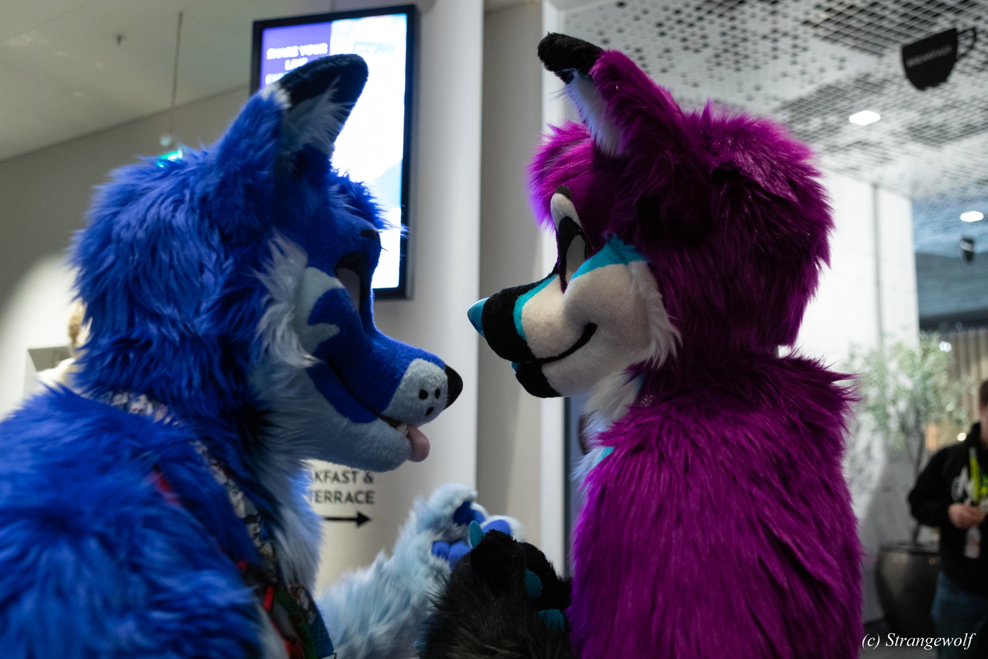 full image 1R3A0044-lr19t.jpg