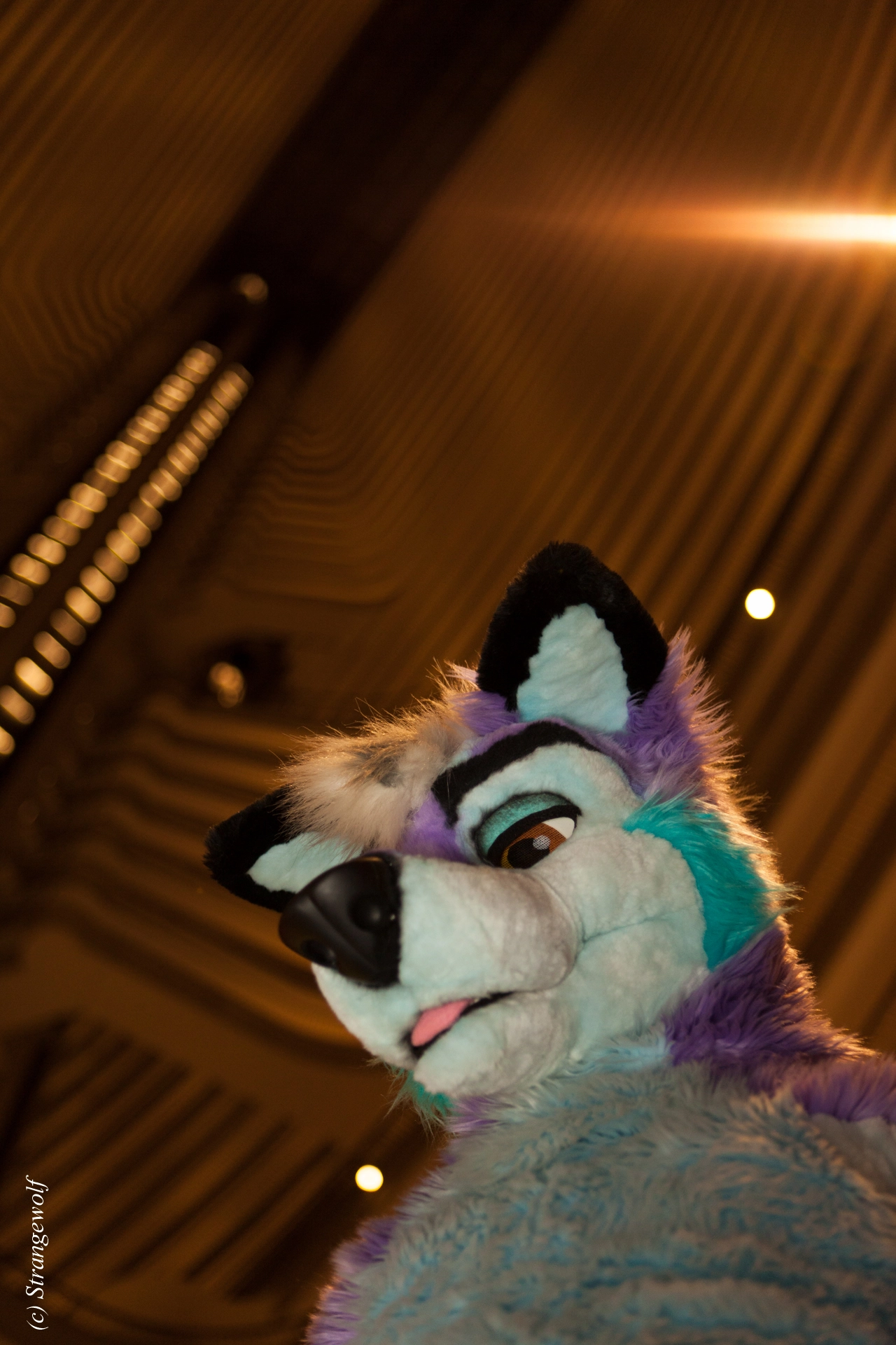 full image IMG_2209-lr19t.jpg