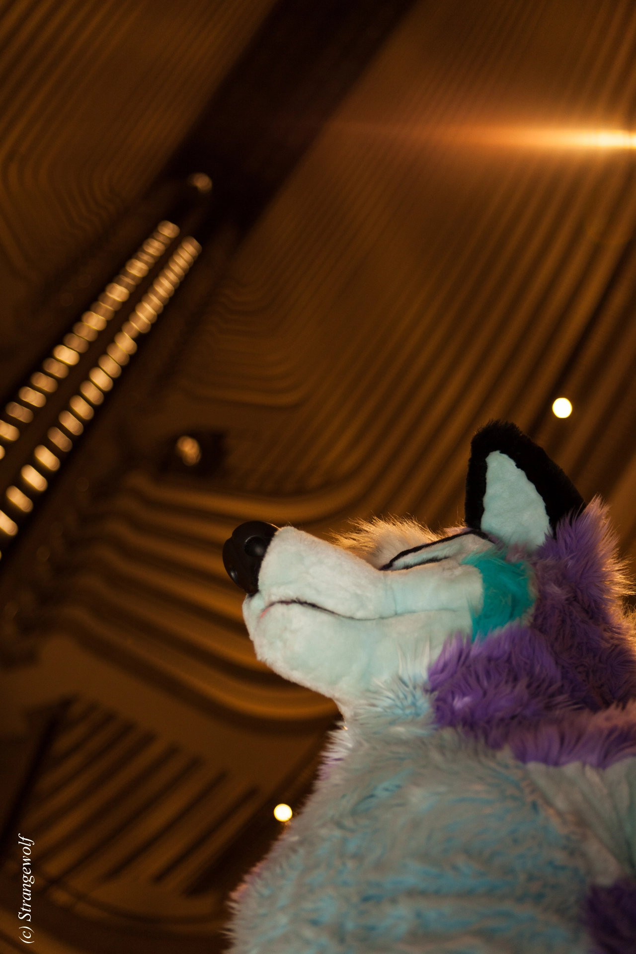 full image IMG_2211-lr19t.jpg