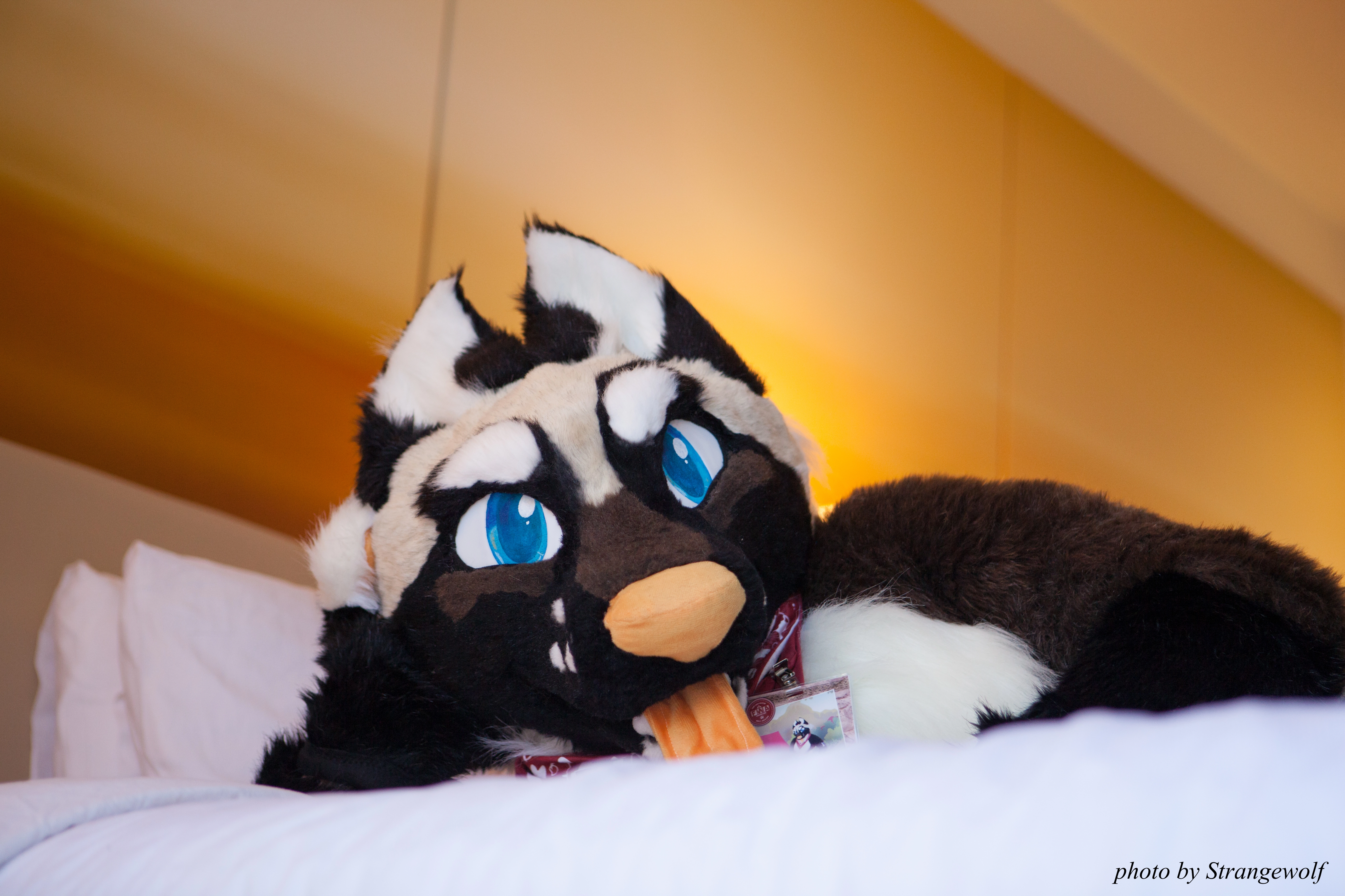 full image IMG_6064-lr.jpg