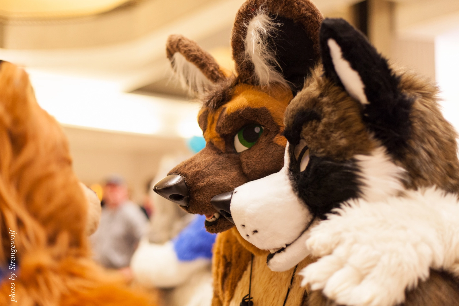 full image IMG_3138-lr16t.jpg