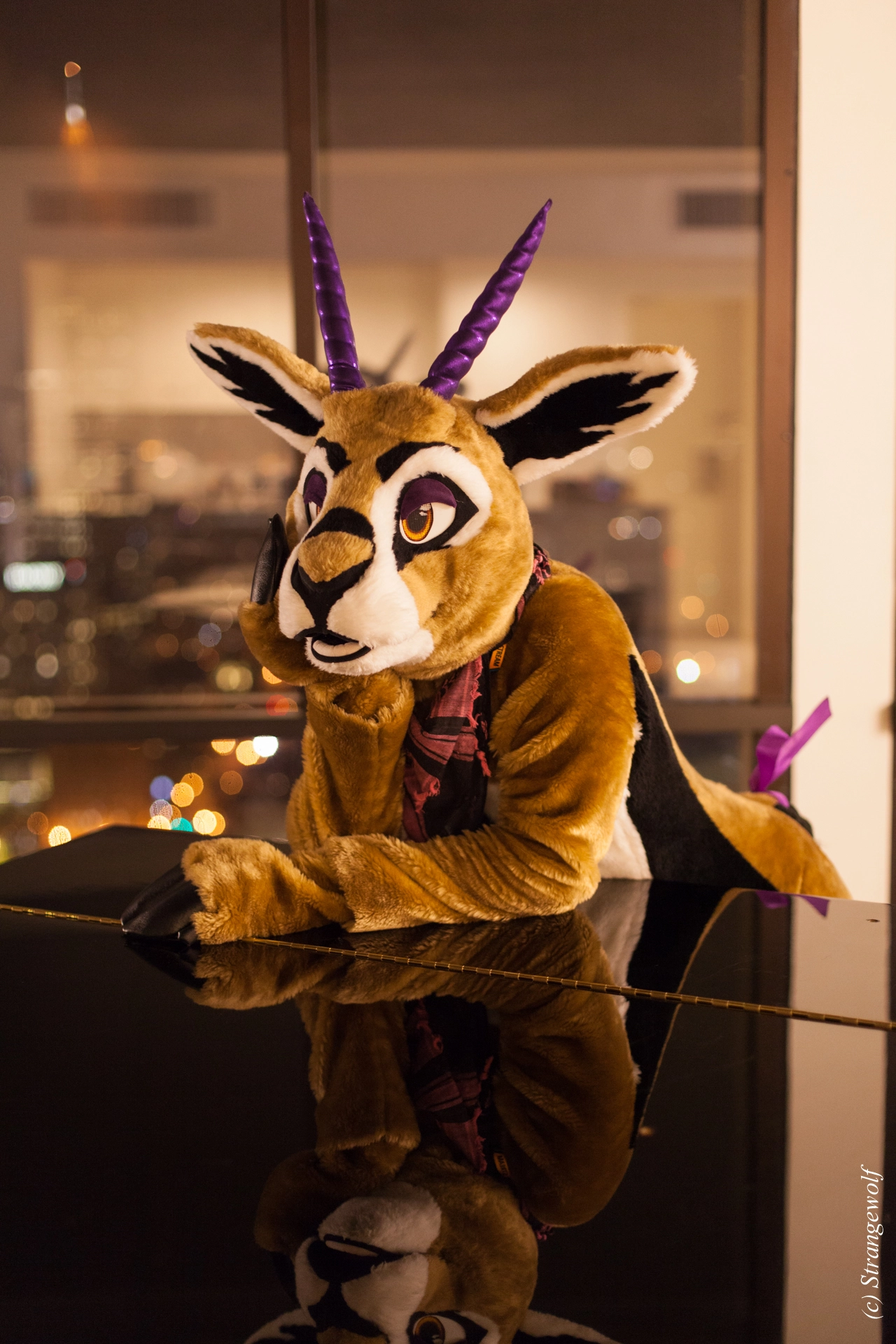 full image IMG_2295-lr19t.jpg