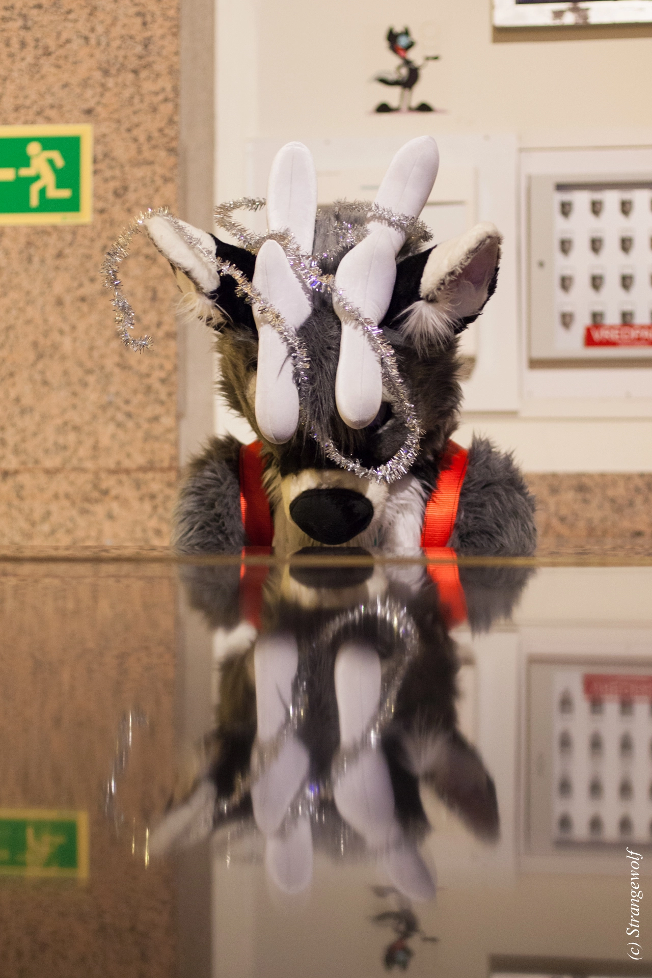 full image IMG_9911-lr19t.jpg