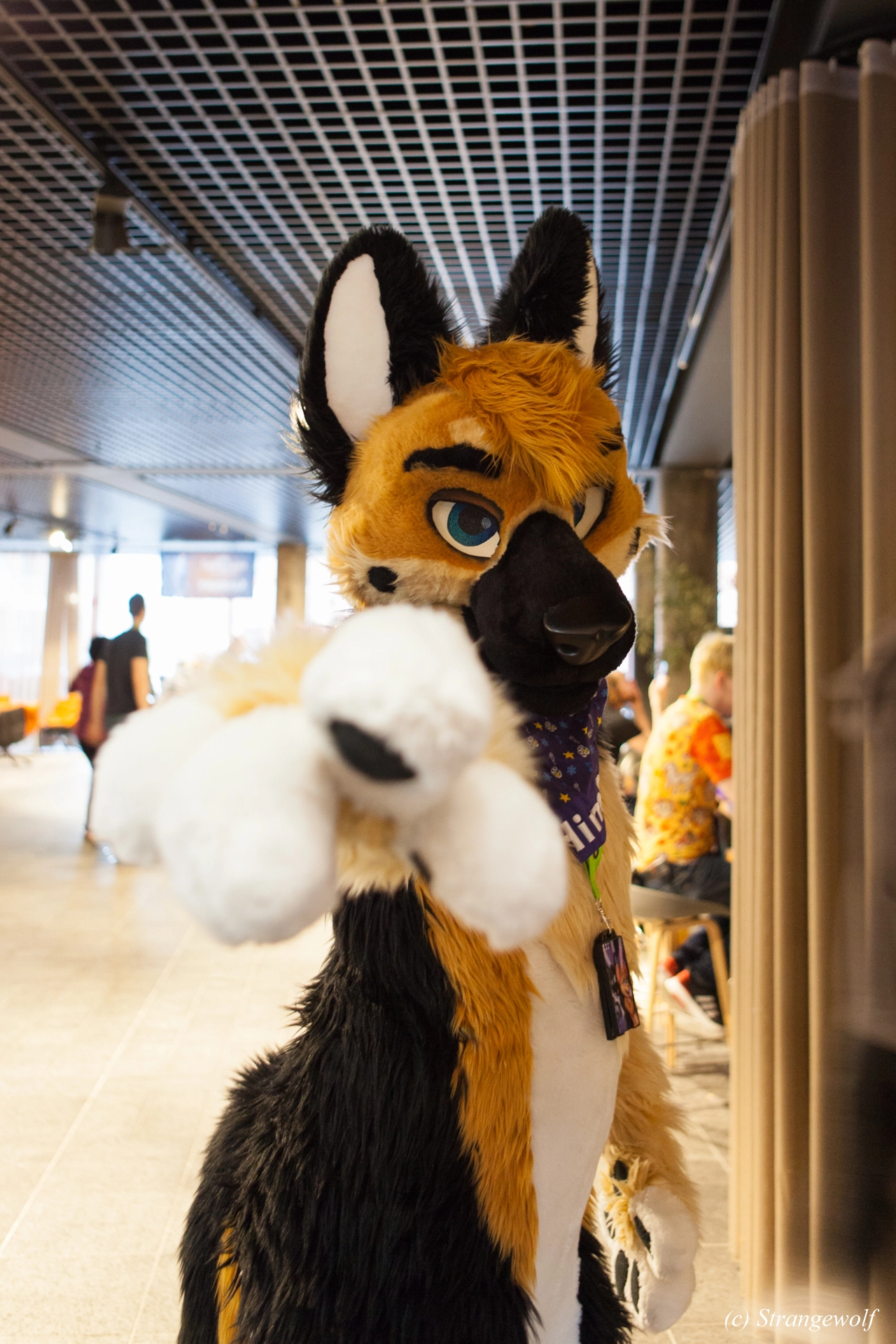 full image IMG_8900-lr19t.jpg