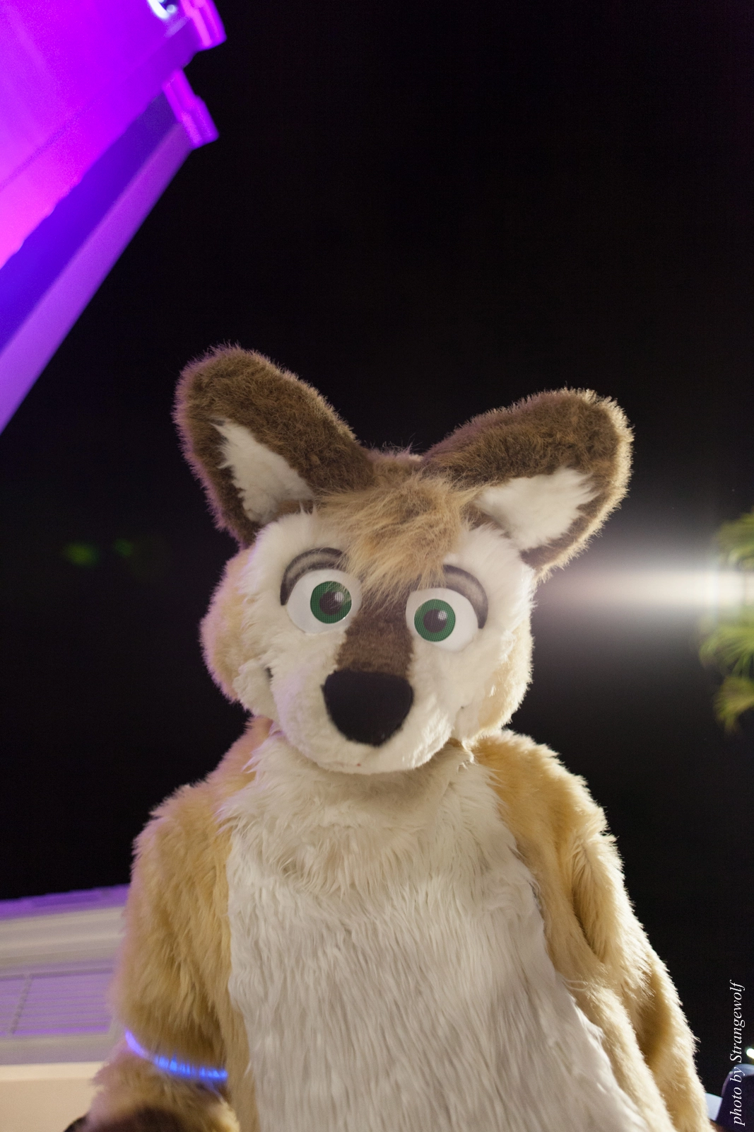 full image IMG_8700-lr16t.jpg