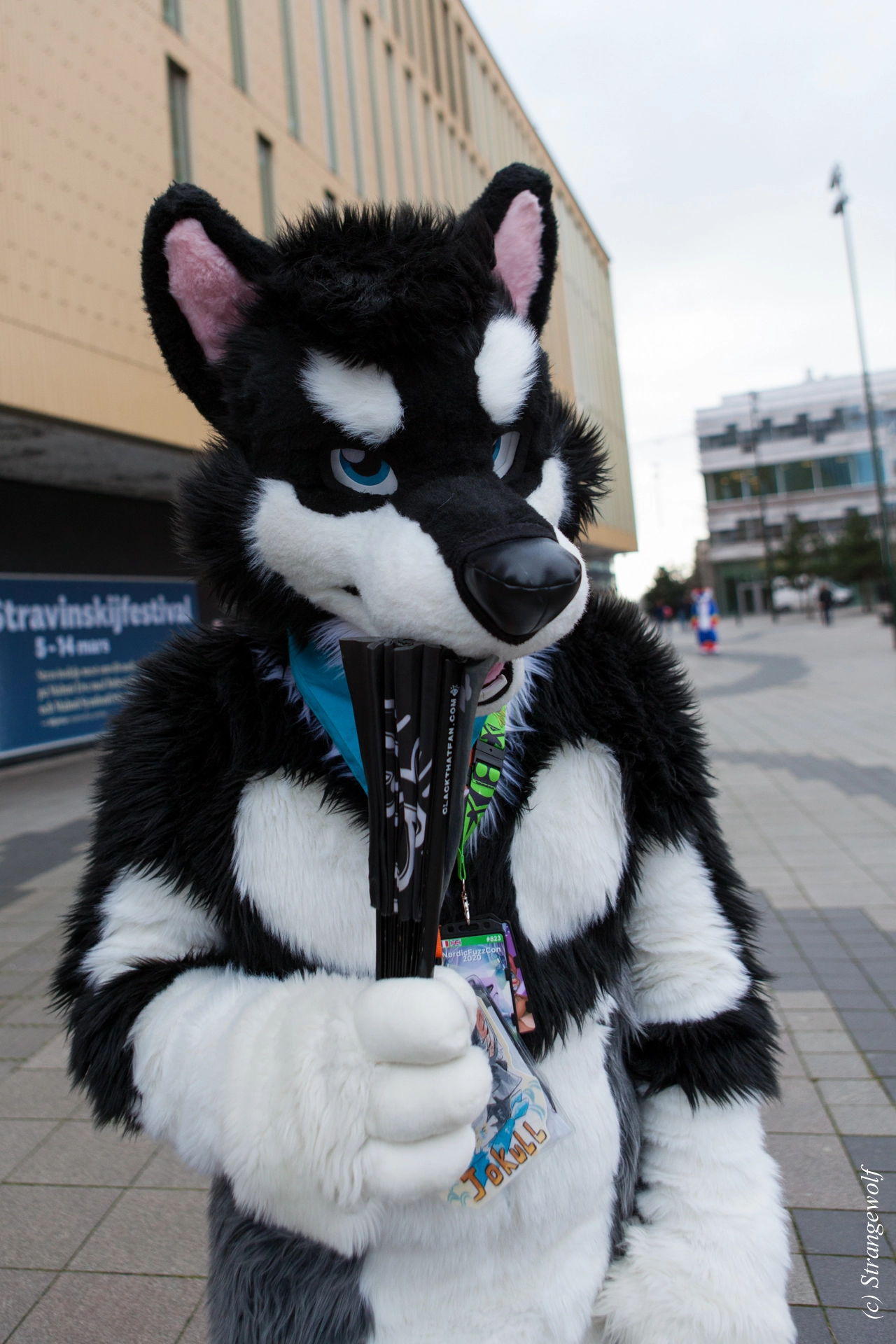 full image IMG_8385-lr19t.jpg