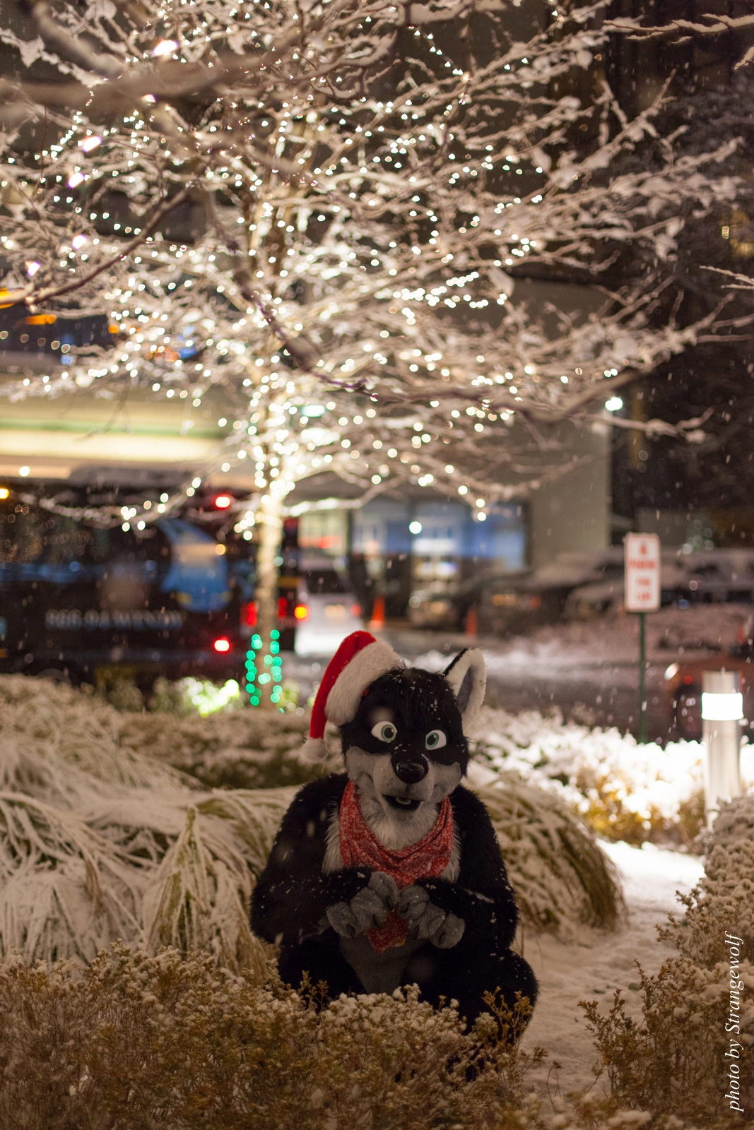 full image IMG_0829-lr16t.jpg