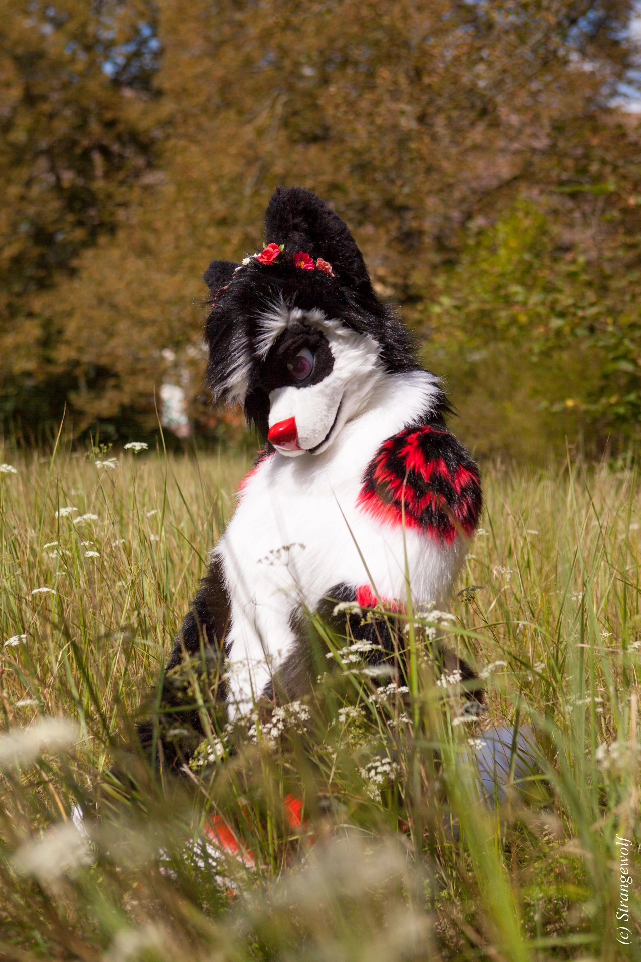 full image IMG_6225-lr19t.jpg