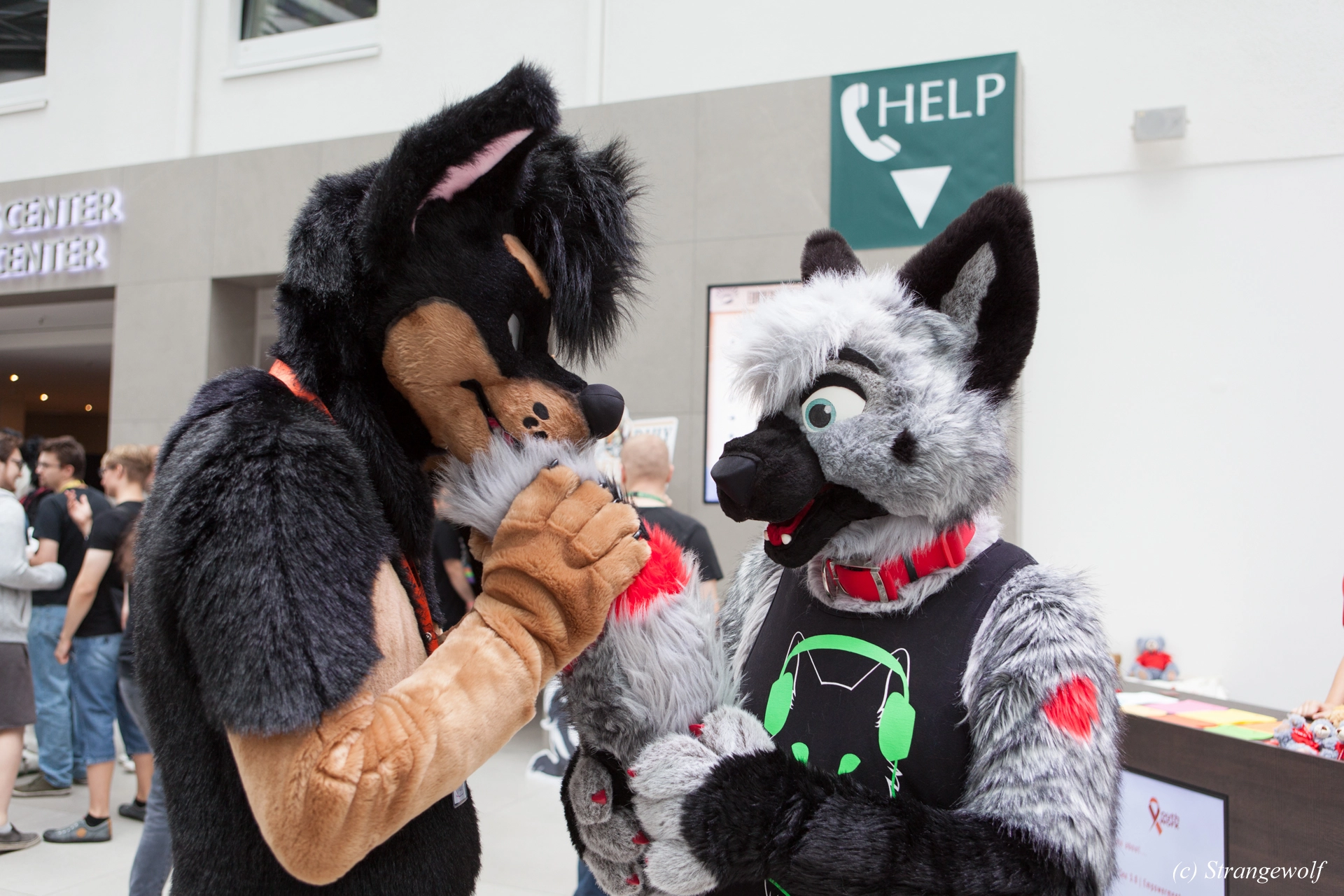 full image IMG_5330-lr19t.jpg