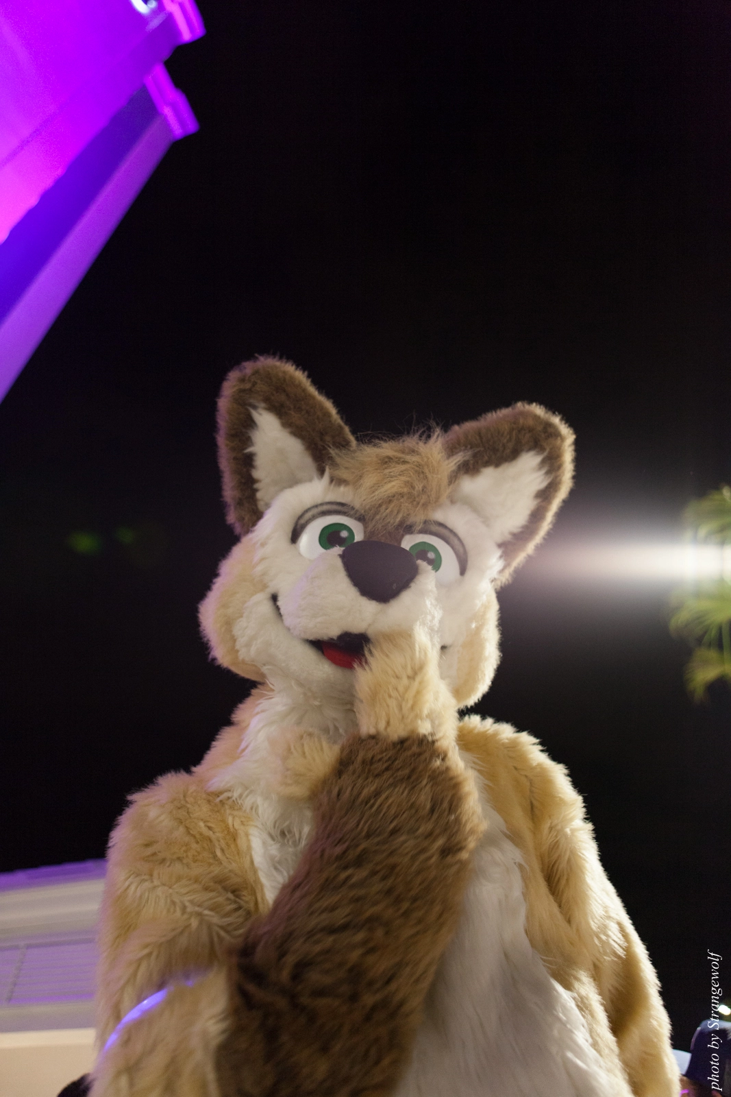 full image IMG_8701-lr16t.jpg