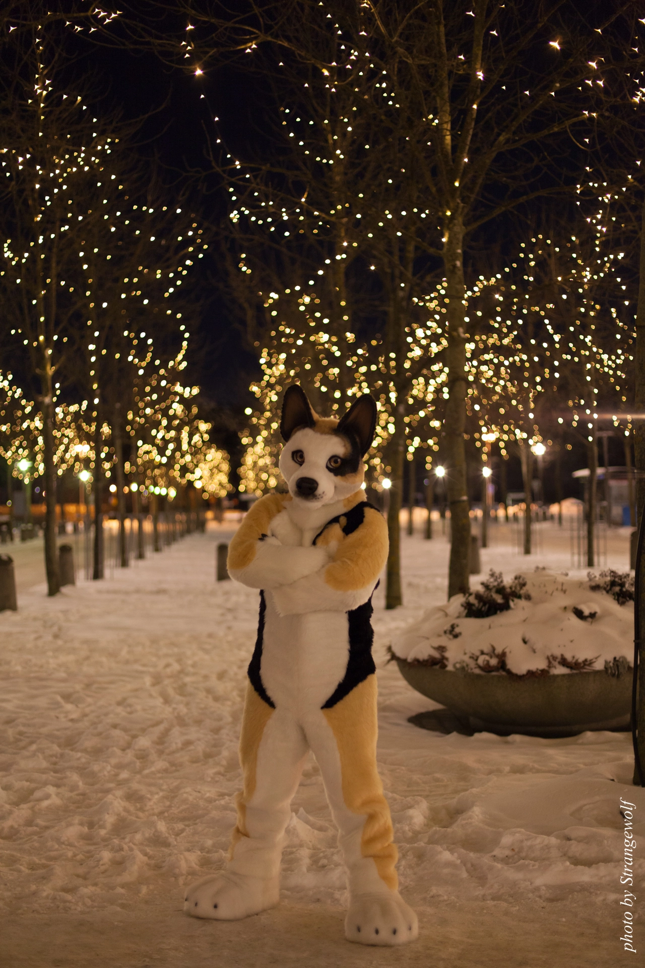 full image IMG_9259-lr19t.jpg