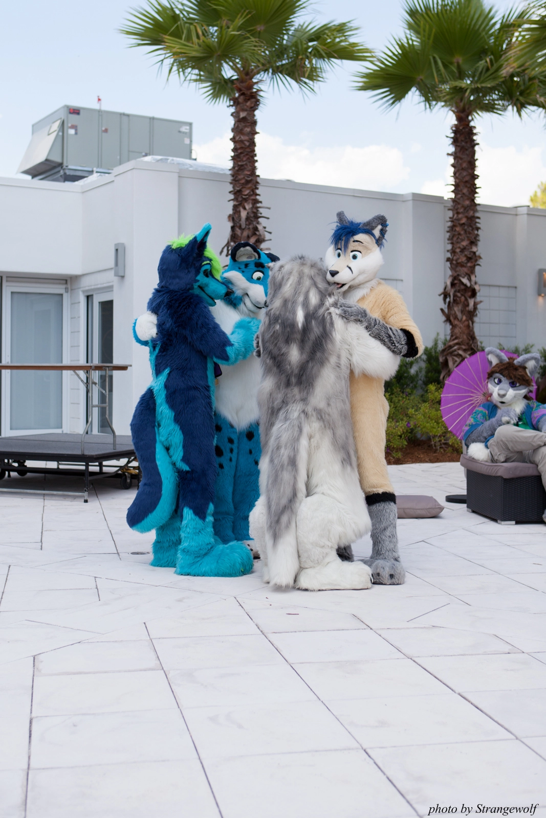 full image IMG_8264-lr16t.jpg