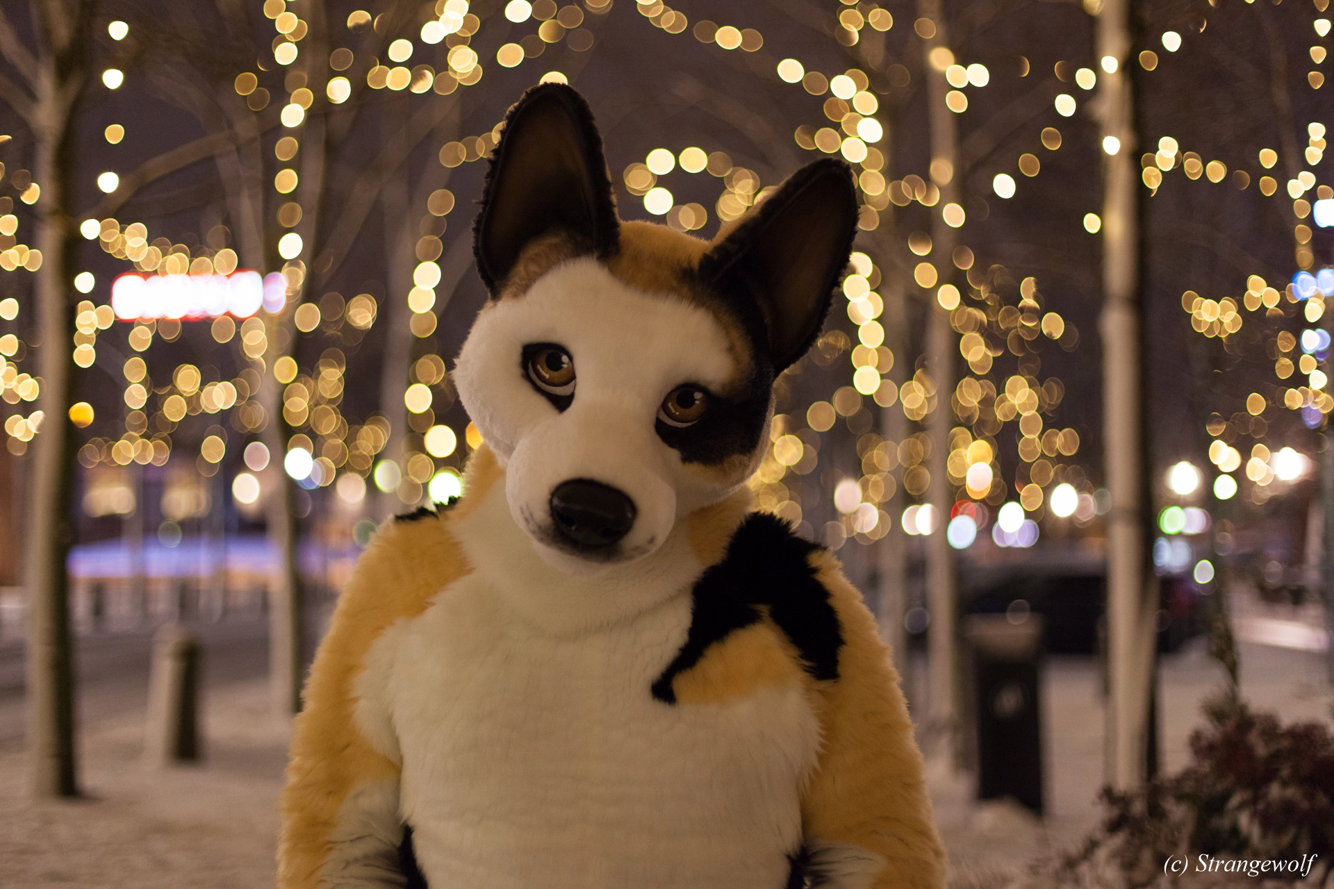 full image IMG_9919-lr19t.jpg