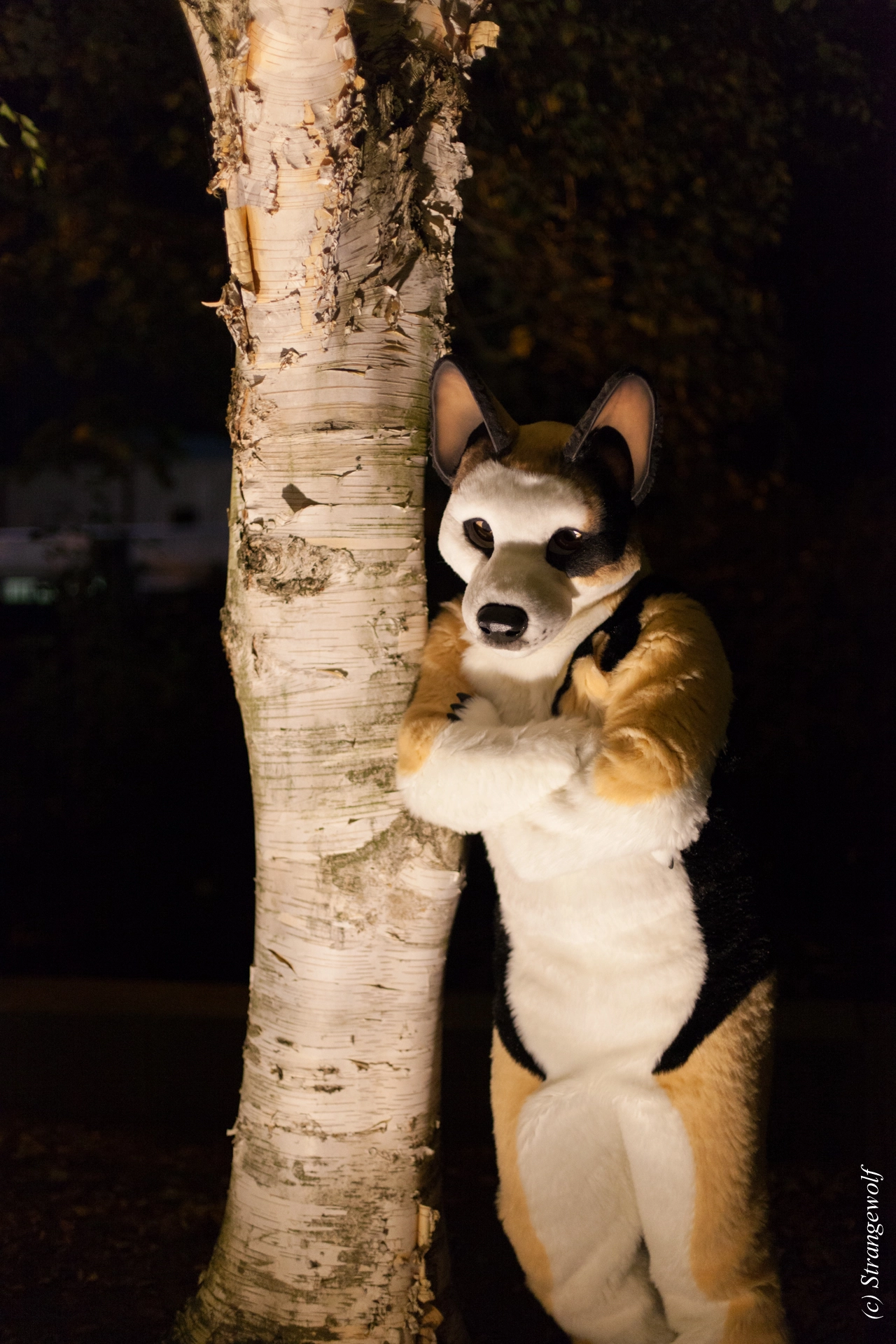 full image IMG_6431-lr19t.jpg