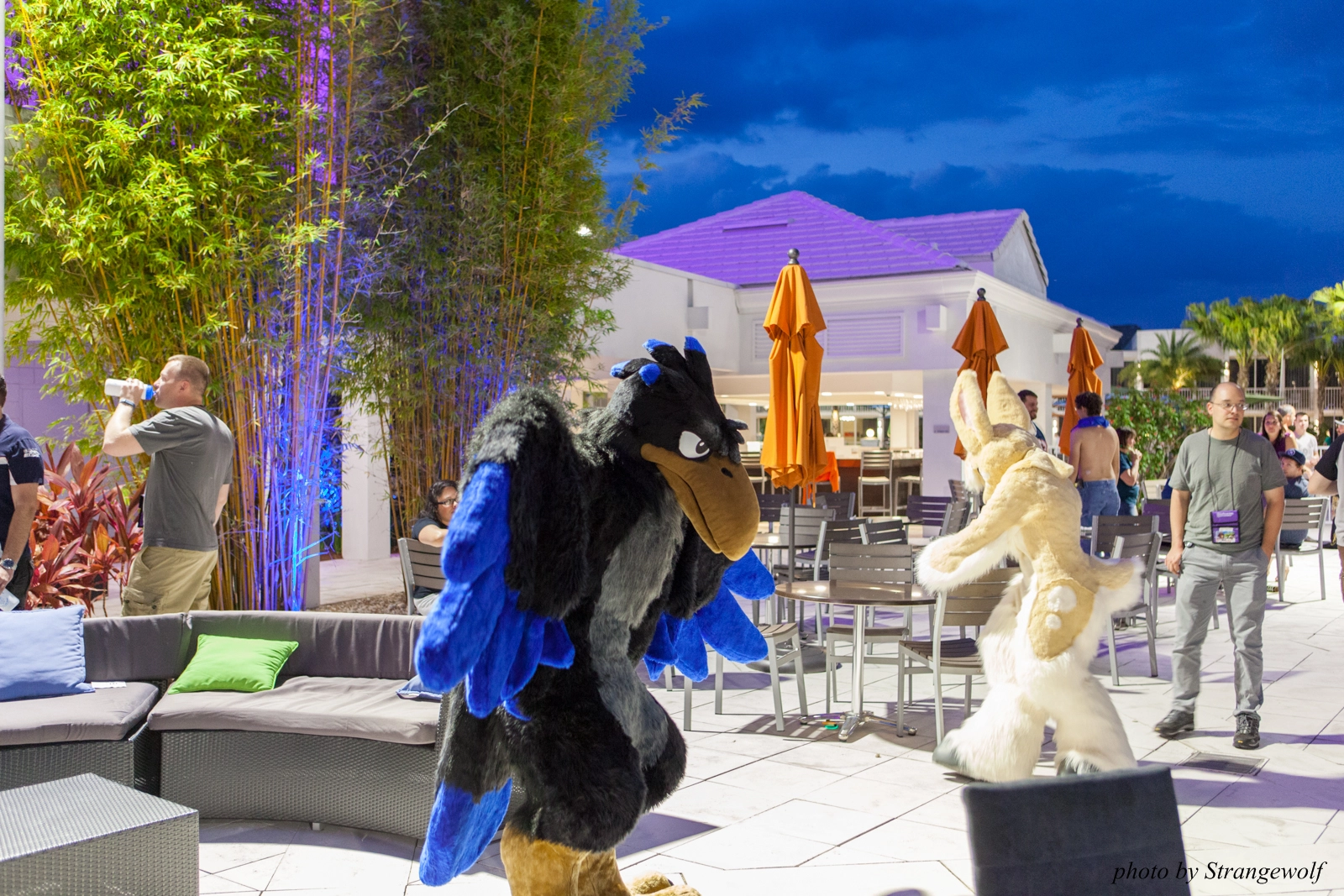 full image IMG_8483-lr16t.jpg