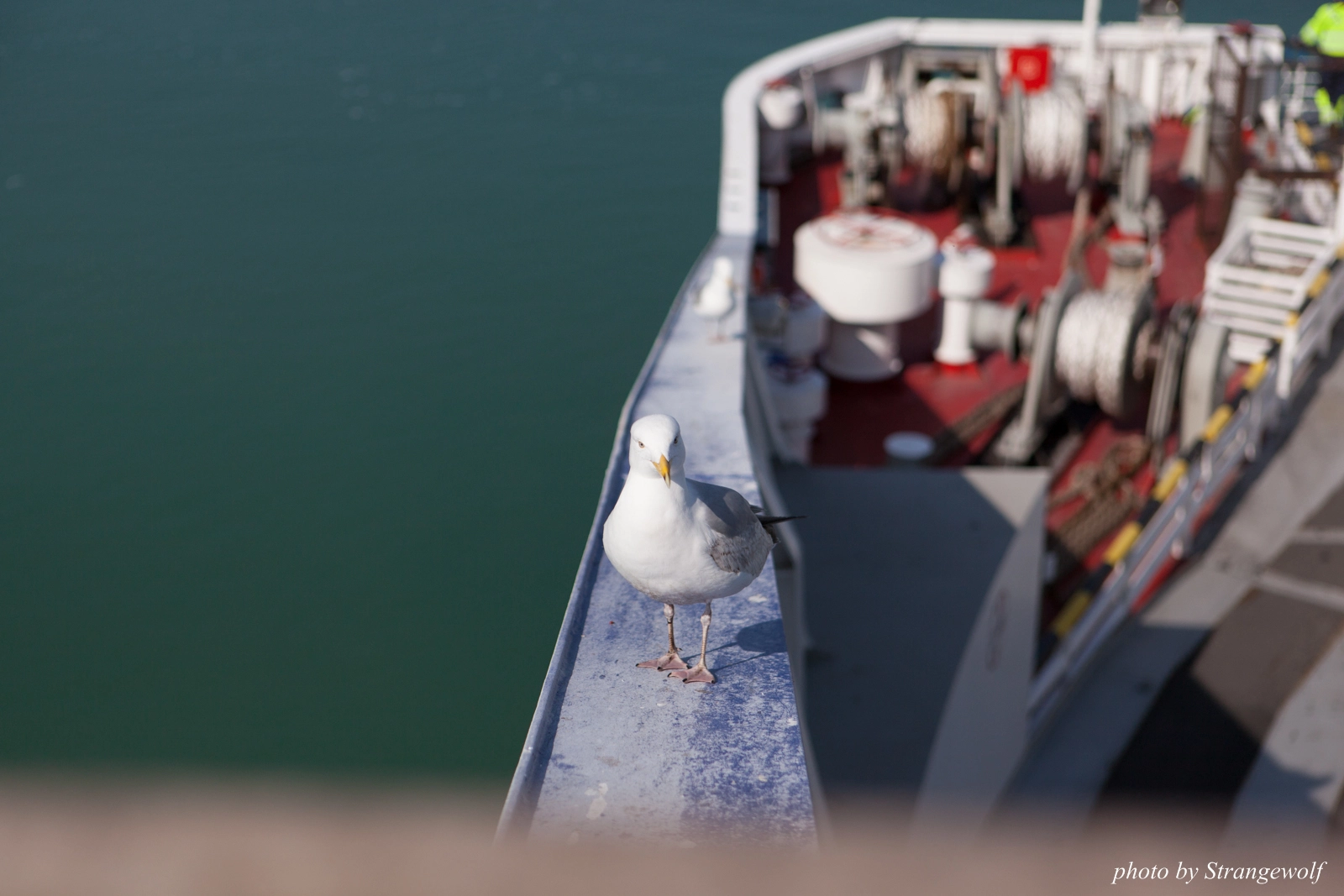 full image IMG_7121-lr16t.jpg