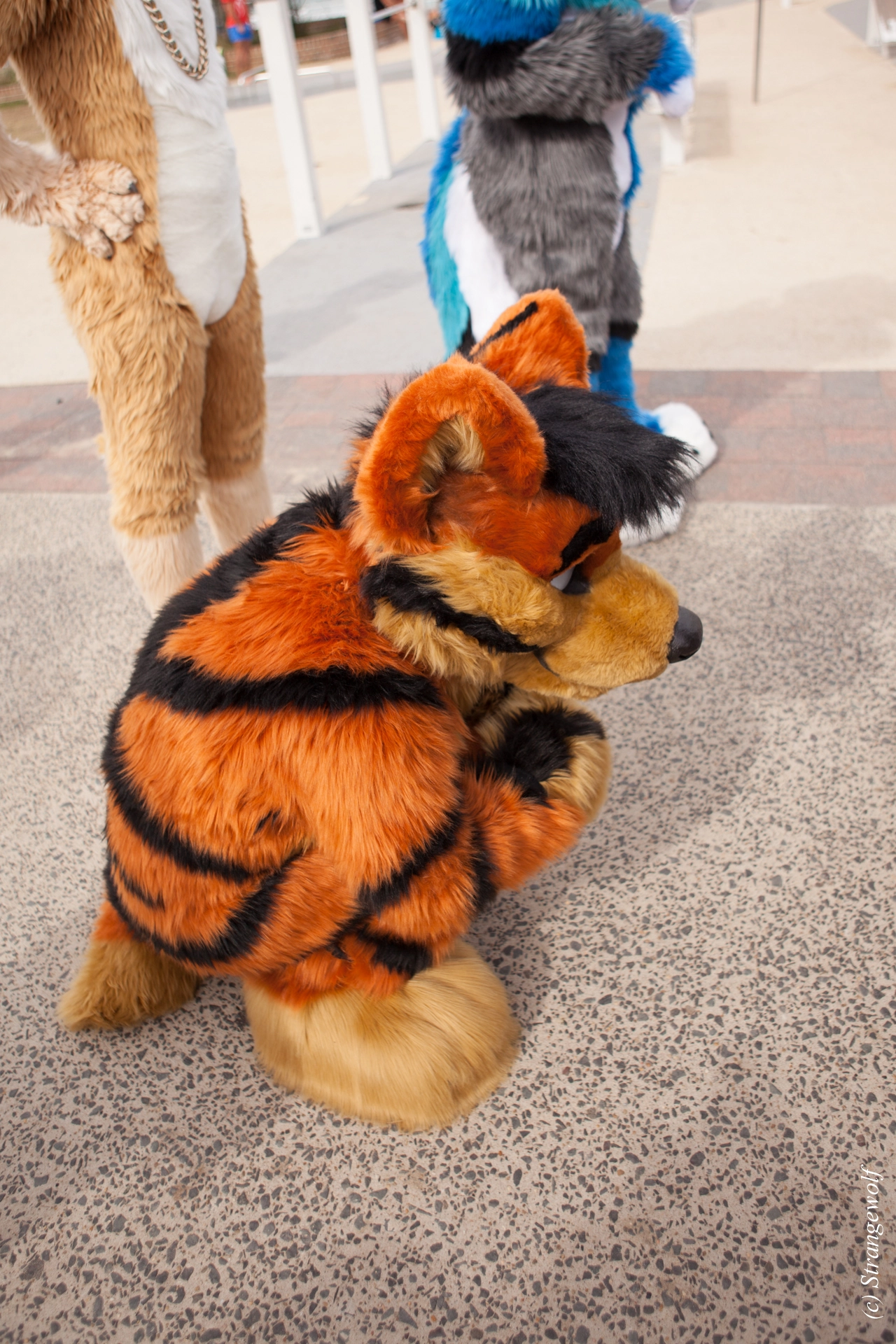 full image IMG_4397-lr19t.jpg