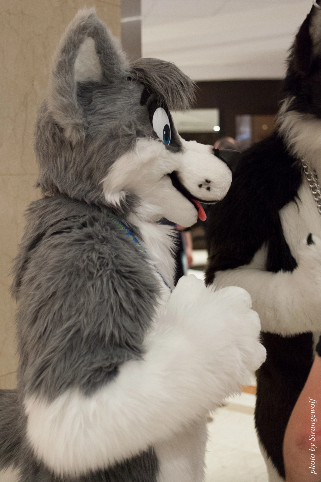 full image IMG_7326-lr16t.jpg