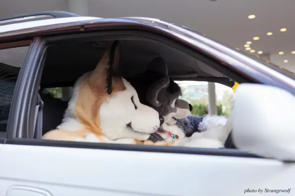 IMG_6823-lr19t.jpg of EF/EF23/MotorFurs/