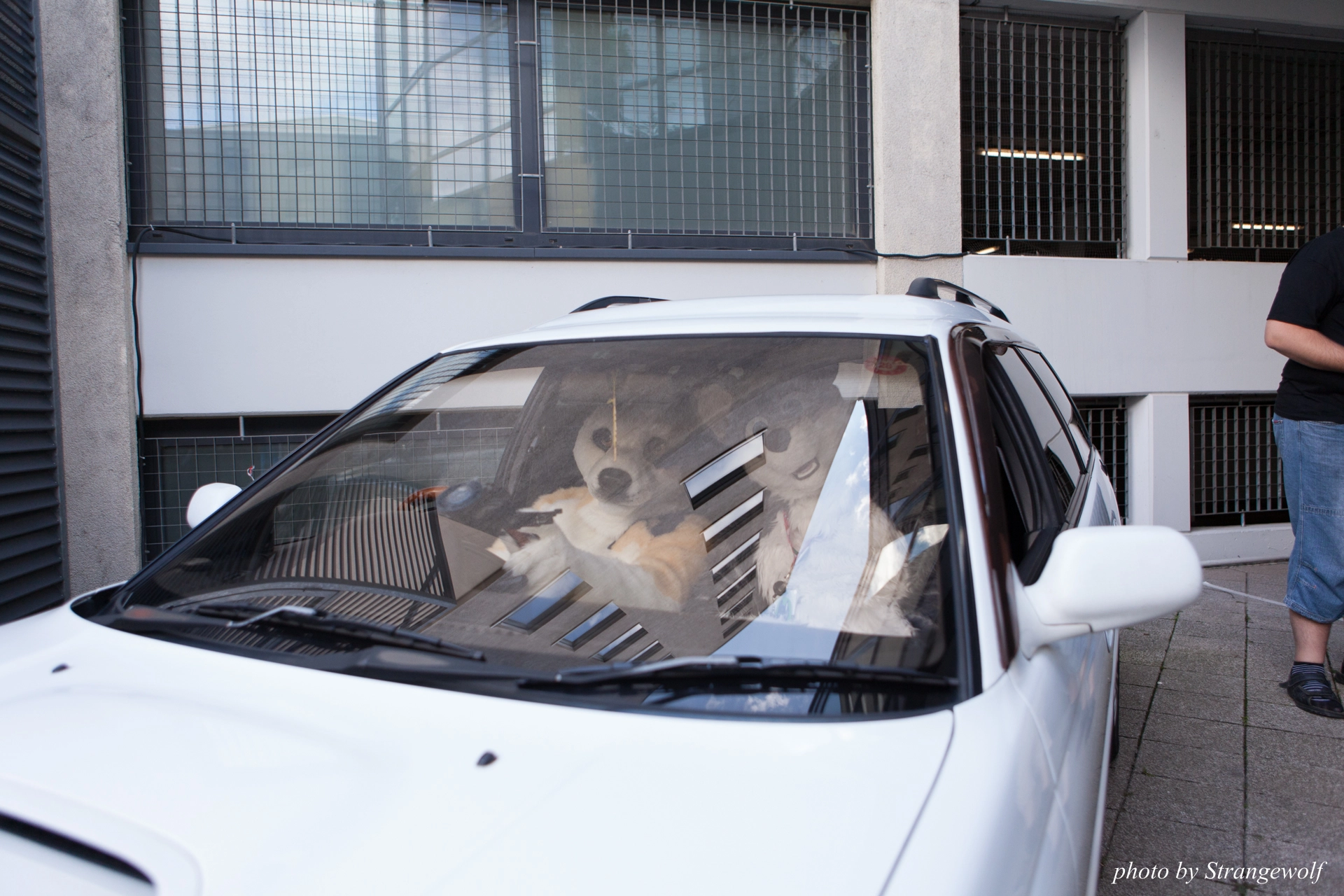 full image IMG_6825-lr19t.jpg