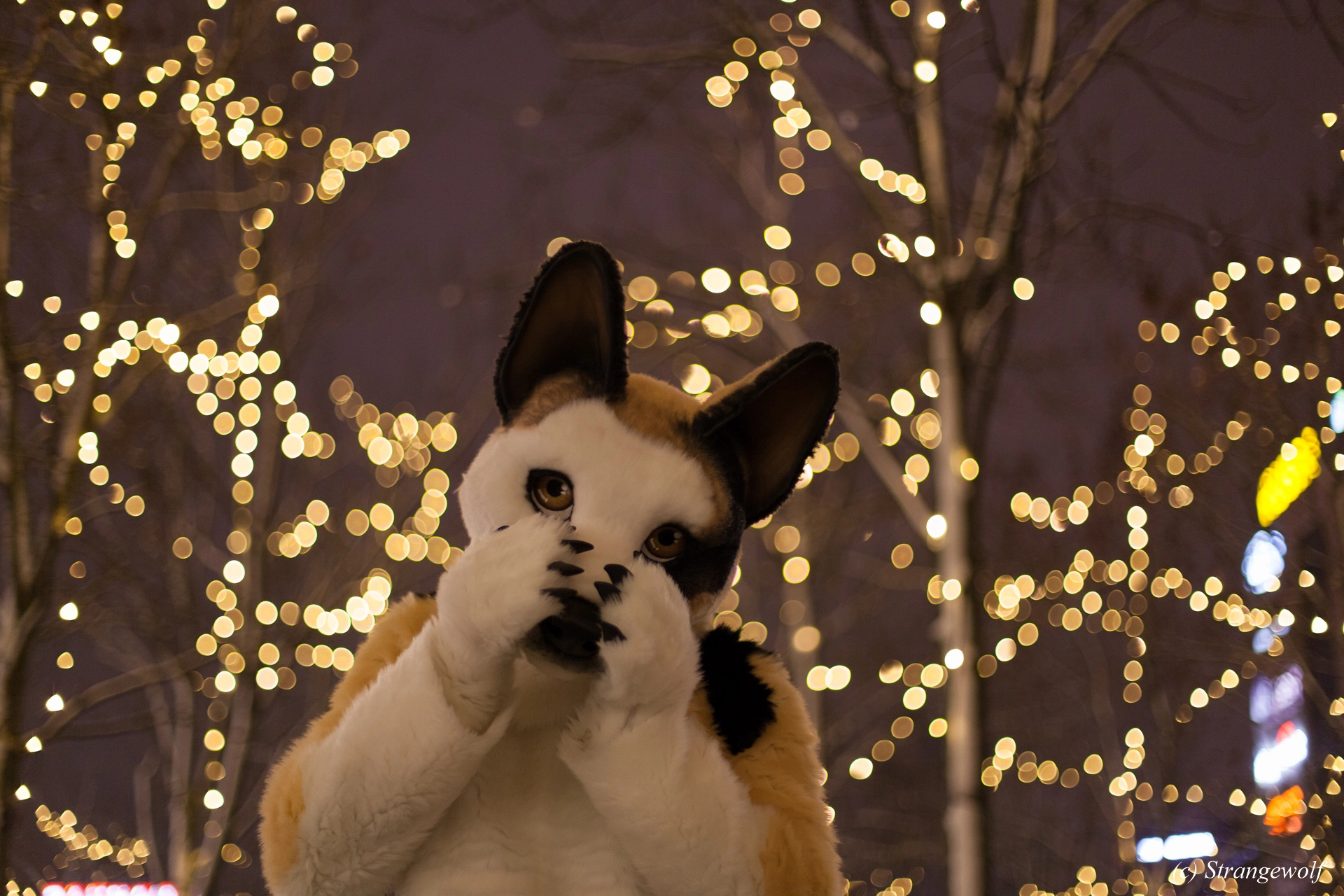 full image IMG_9929-lr19t.jpg