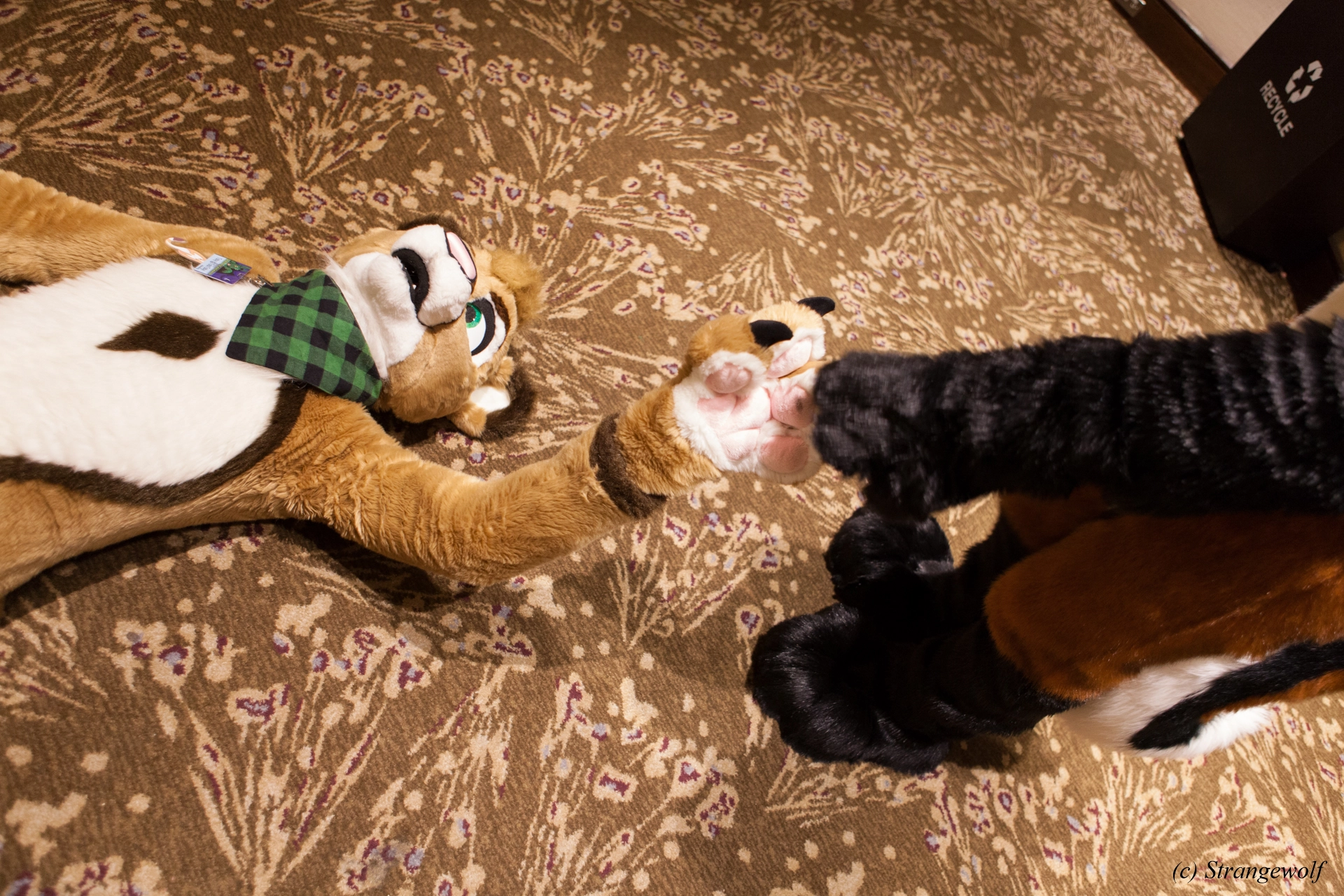 full image IMG_4446-lr19t.jpg