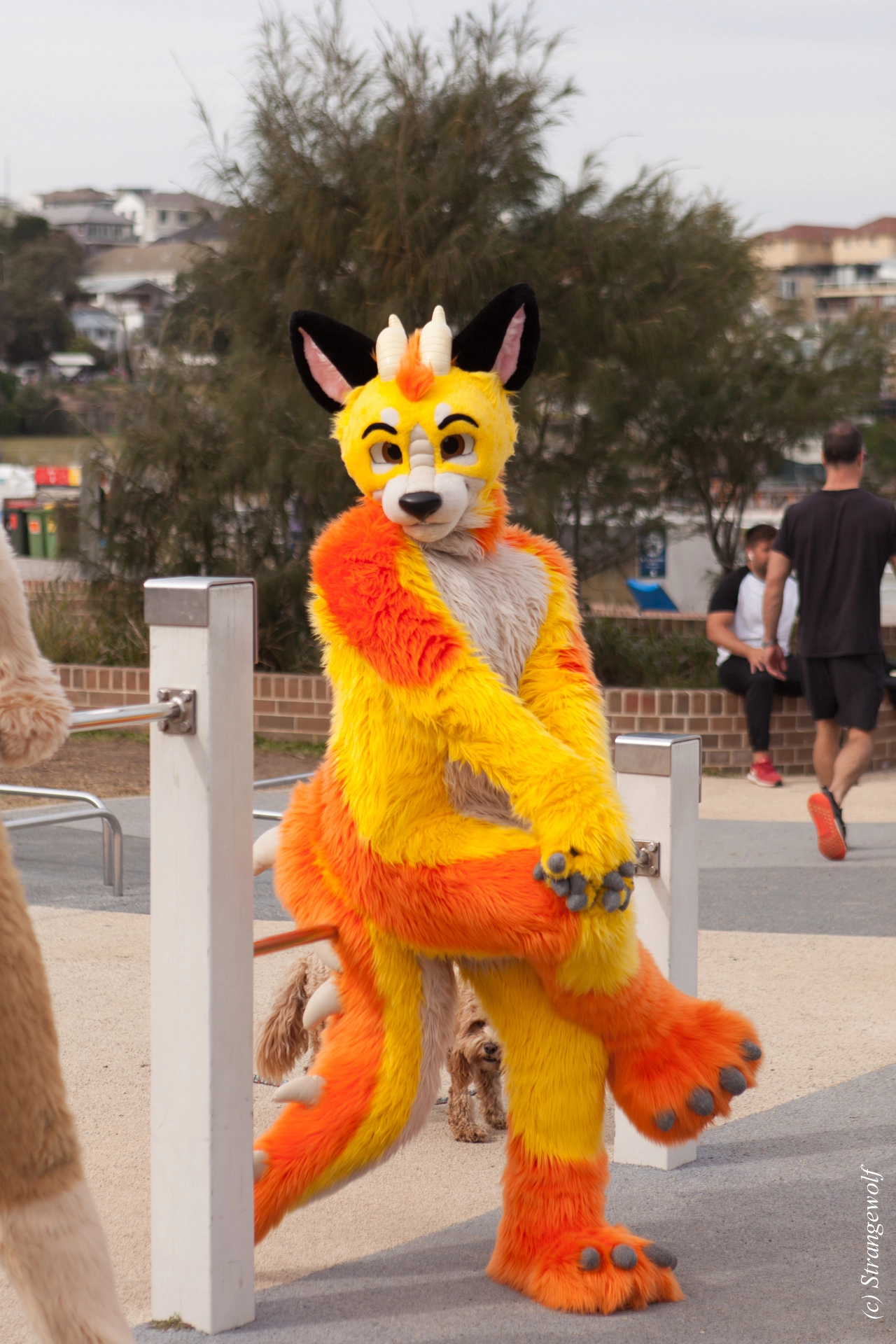 full image IMG_4409-lr19t.jpg