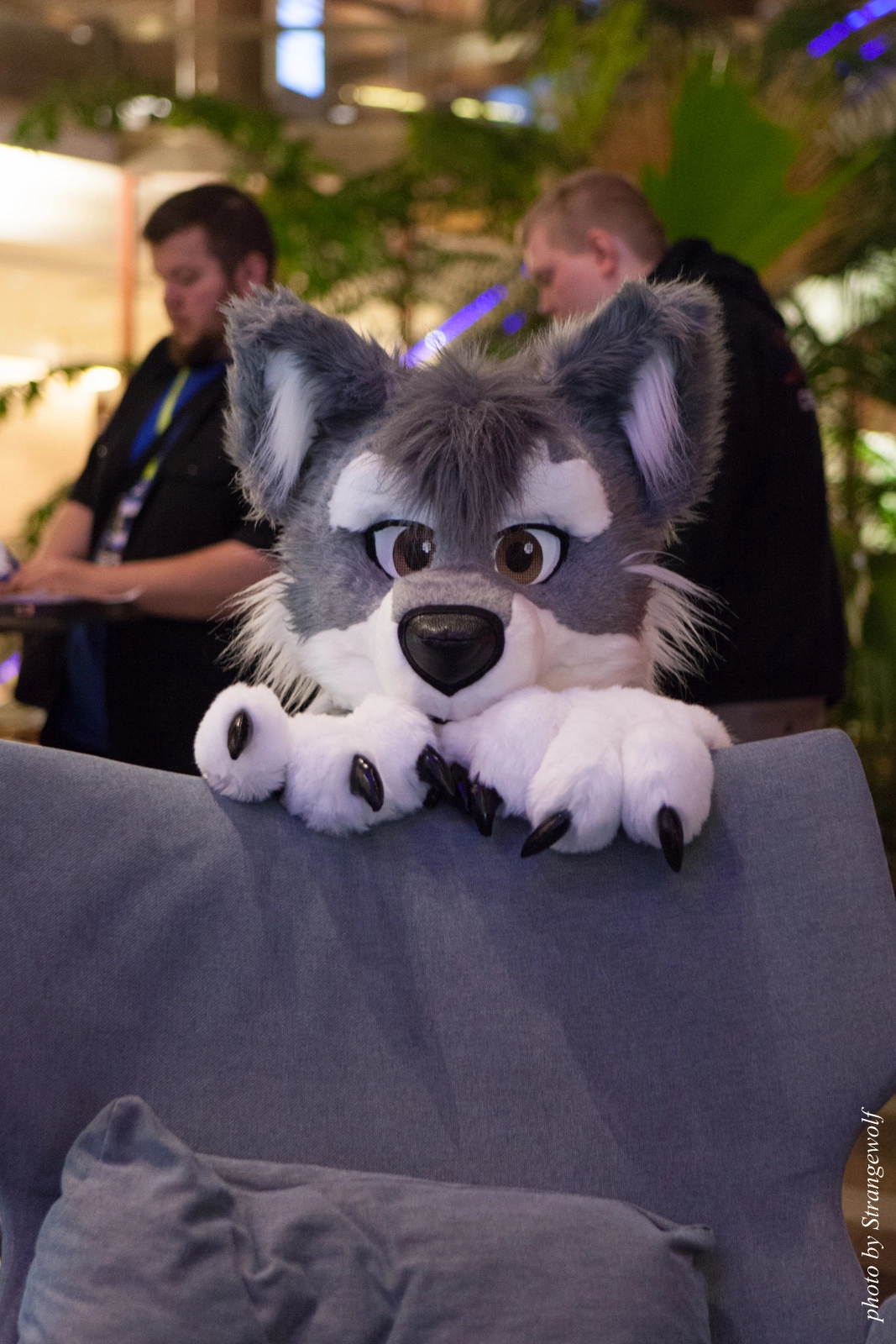 full image IMG_2474-lr16t.jpg