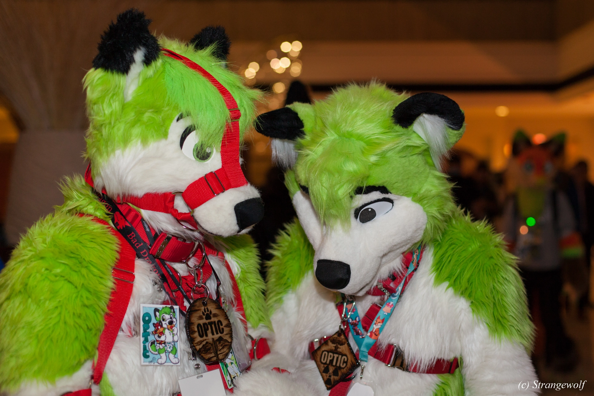 full image IMG_7237-lr19t.jpg