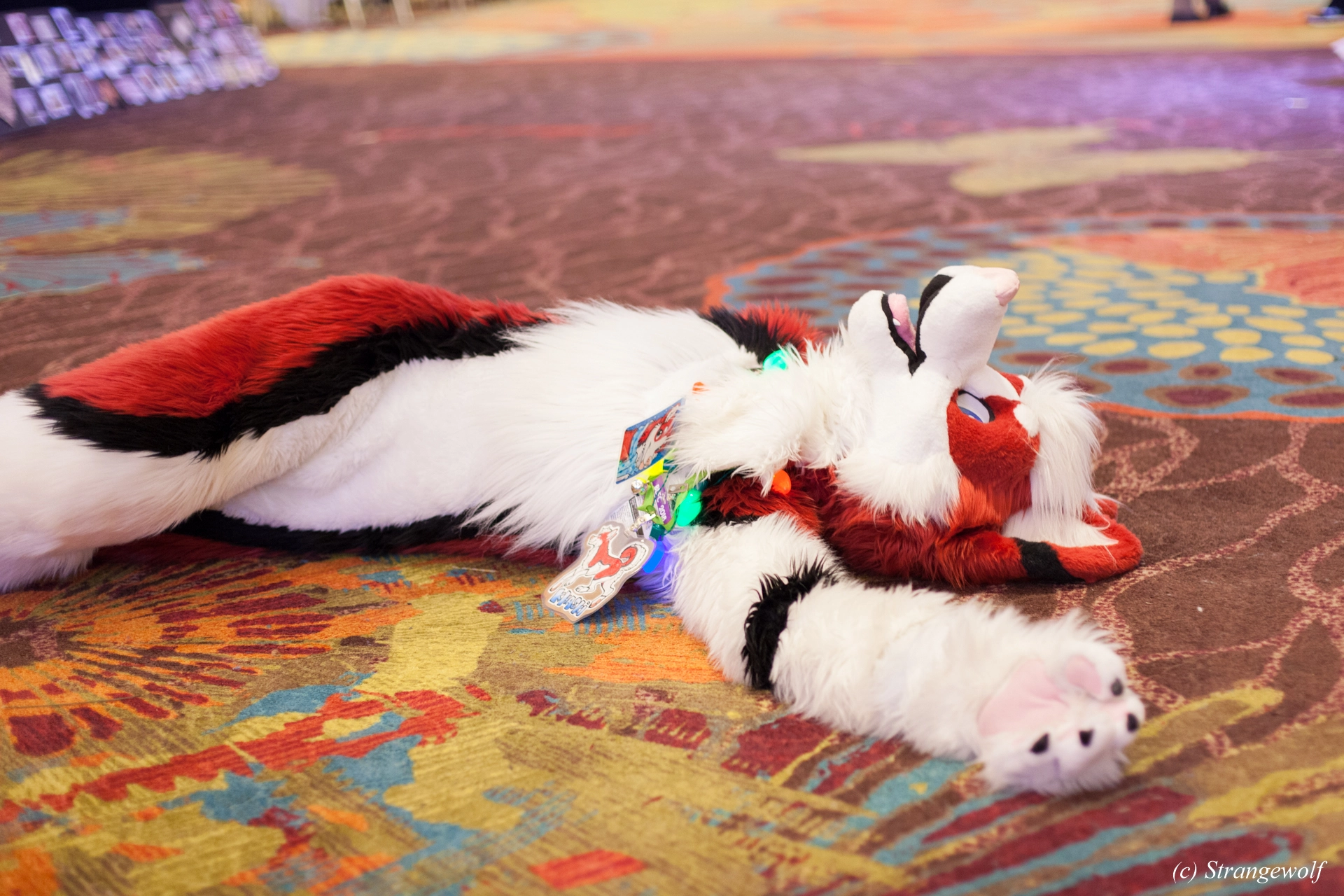 full image IMG_3091-lr19t.jpg