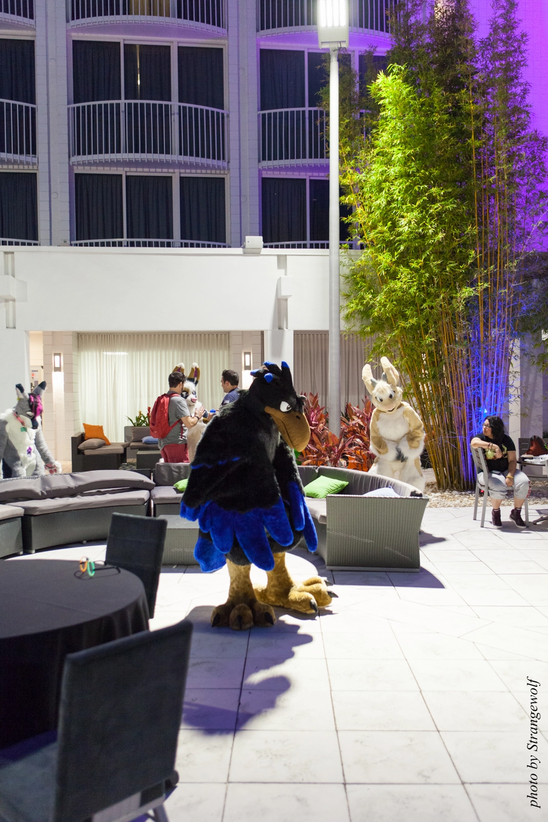 full image IMG_8485-lr16t.jpg