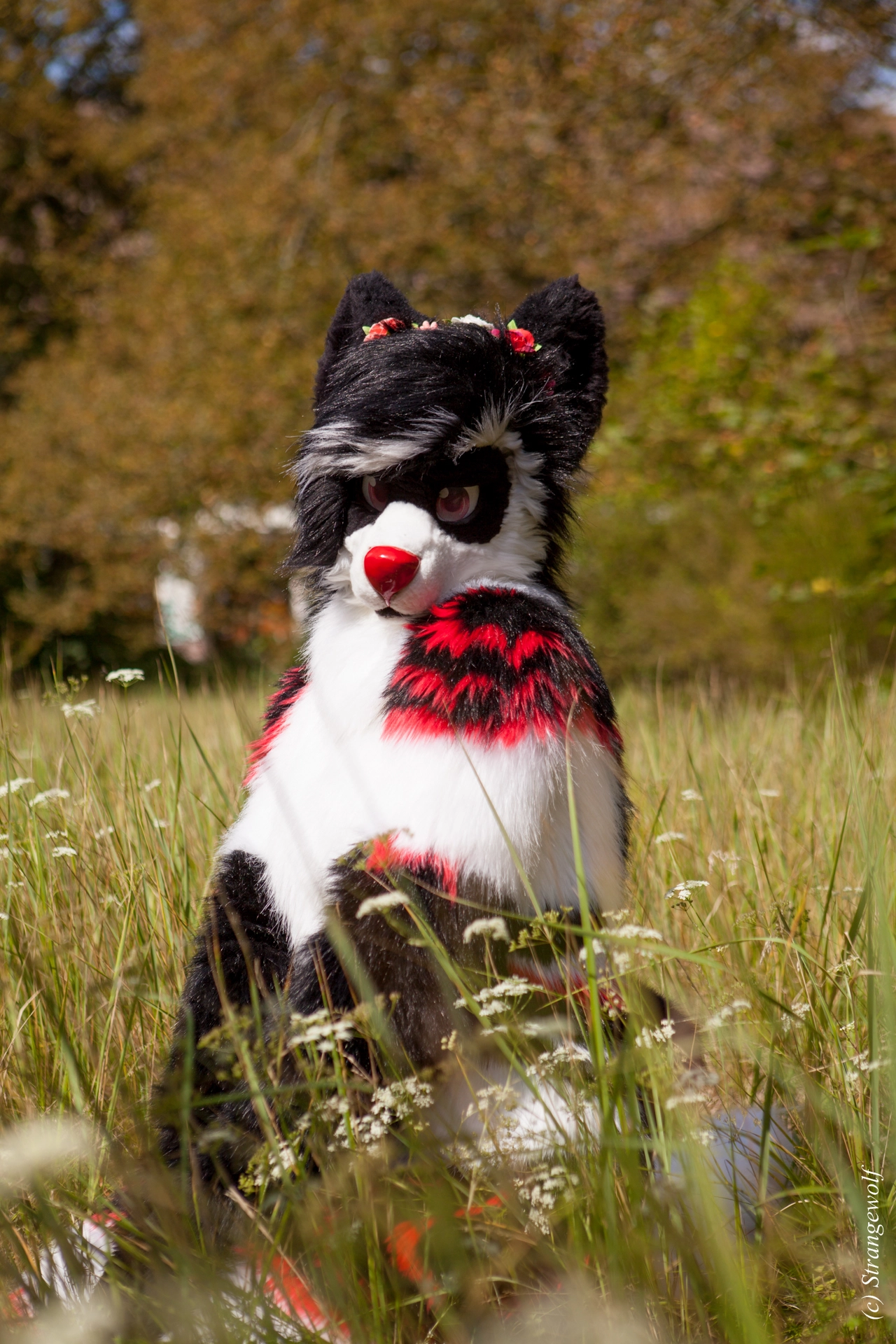 full image IMG_6217-lr19t.jpg