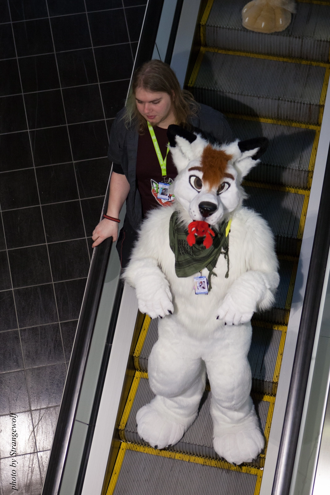 full image IMG_1720-lr16t.jpg