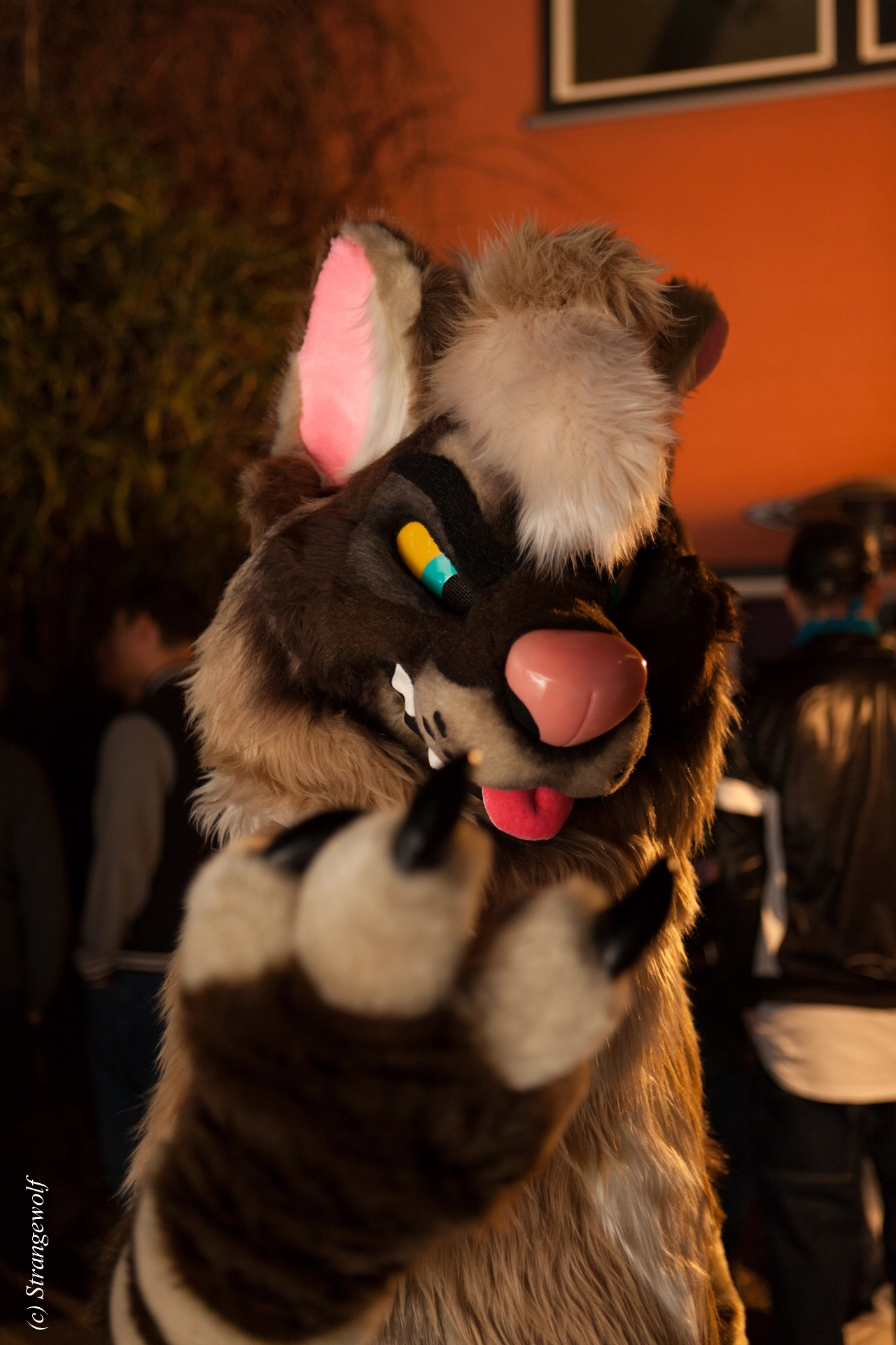 full image IMG_0990-lr19t.jpg