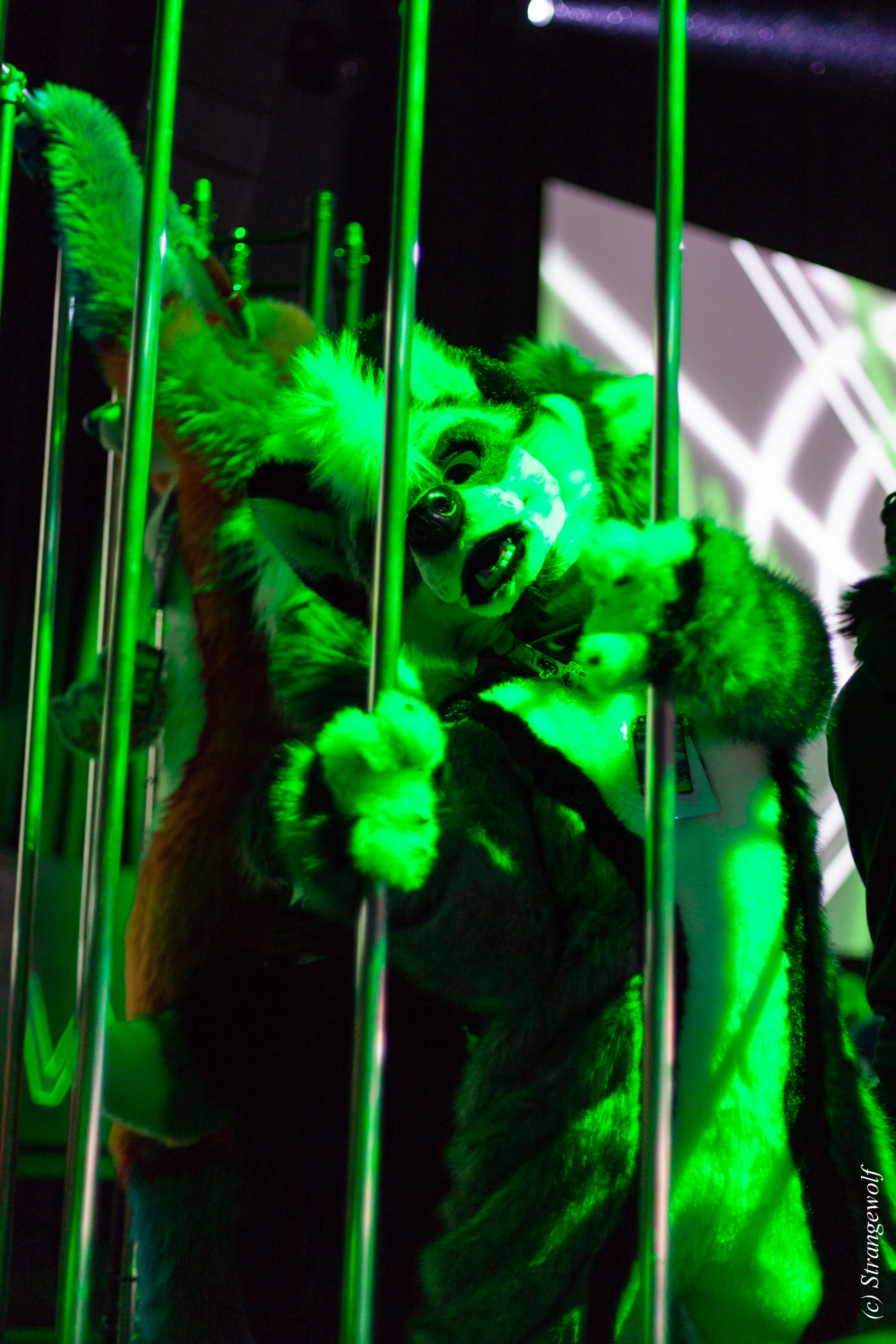 full image IMG_9325-lr19t.jpg