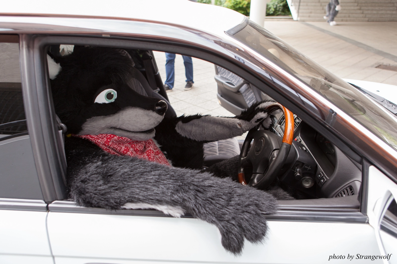 full image IMG_0175-lr16t.jpg