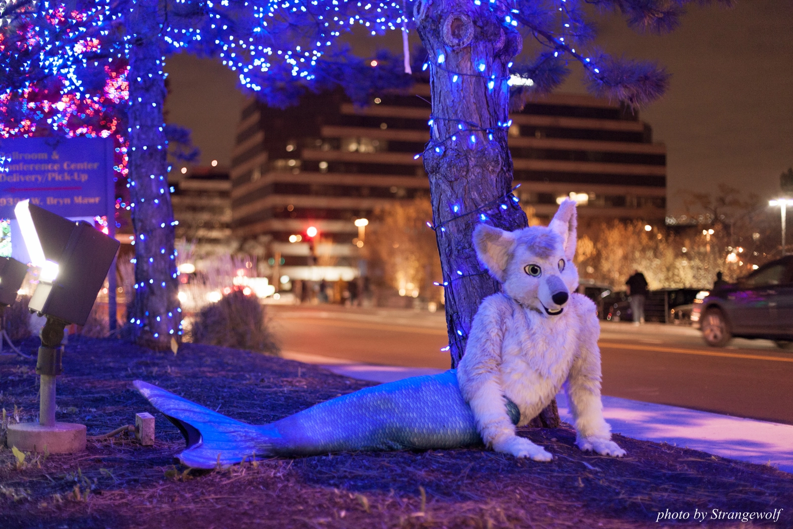 full image IMG_0779-lr16t.jpg
