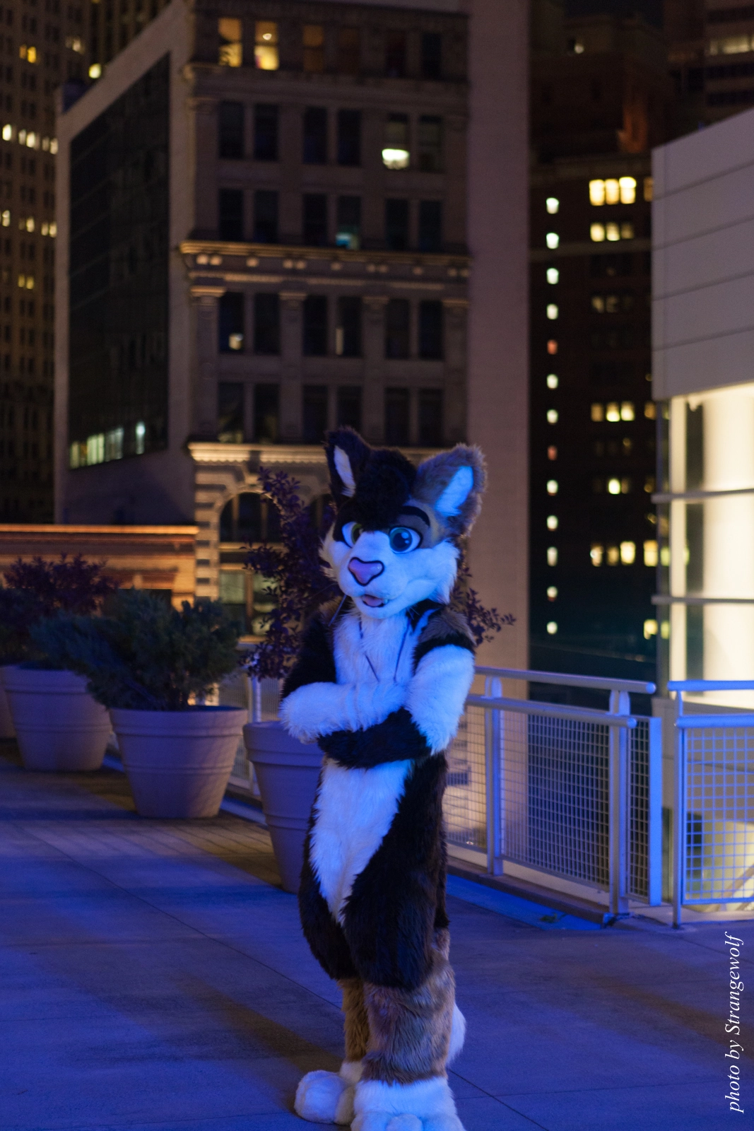 full image IMG_4015-lr16t.jpg