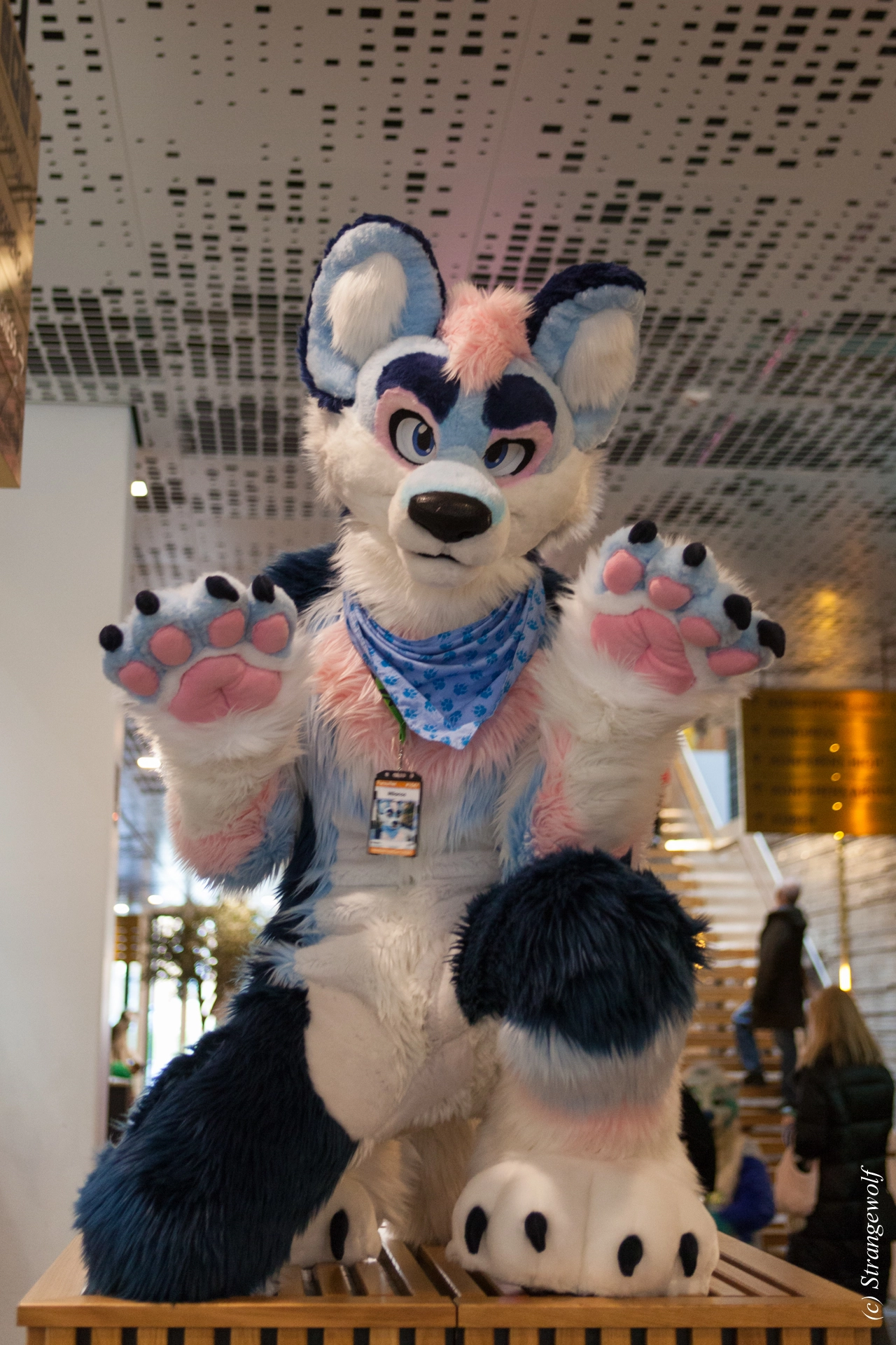 full image IMG_8406-lr19t.jpg