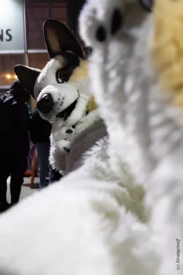 1R3A2621-lr19t.jpg of Furstrike/Furstrike 2022/