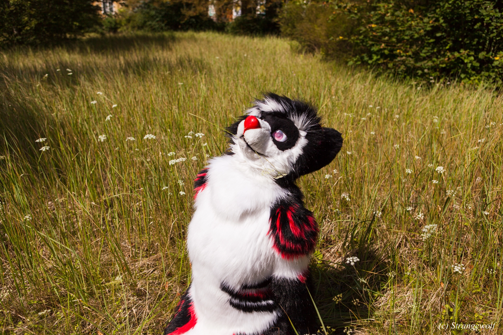 full image IMG_6241-lr19t.jpg