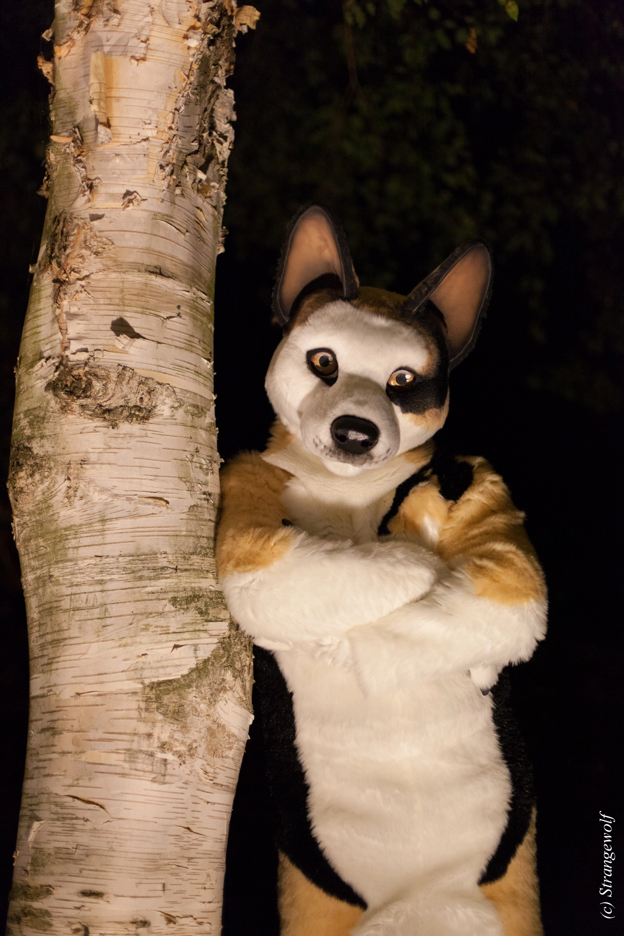 full image IMG_6439-lr19t.jpg