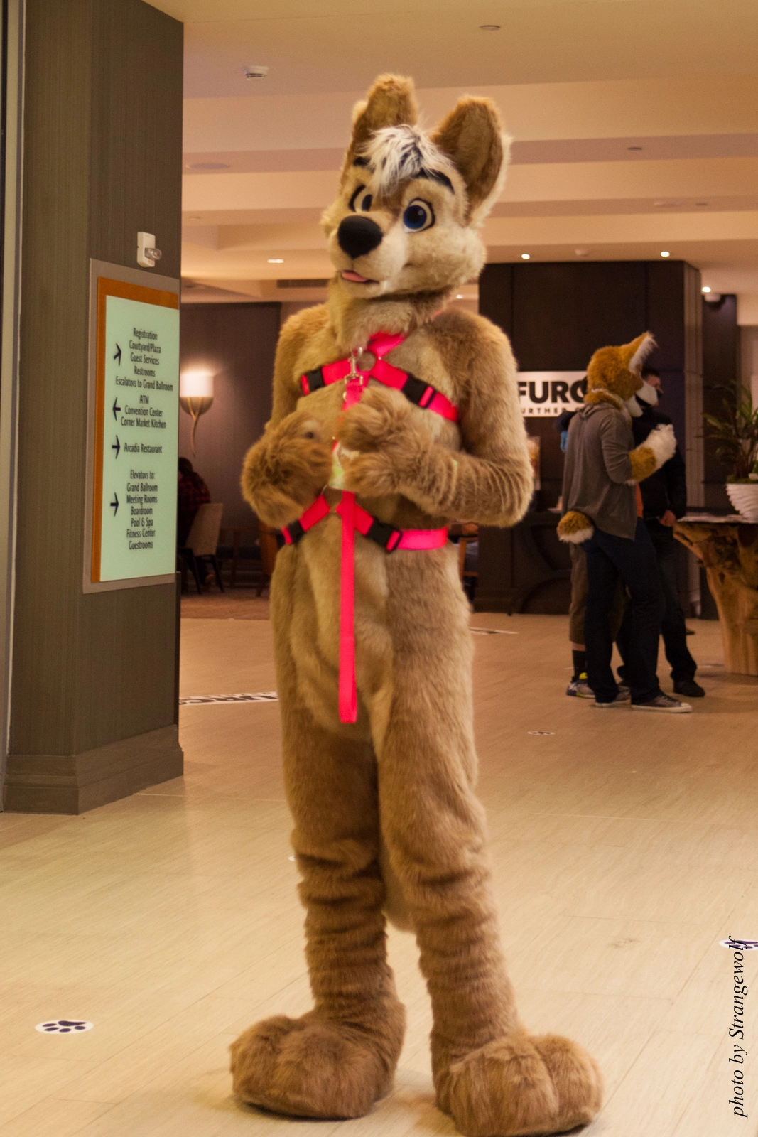 full image IMG_1288-lr16t.jpg